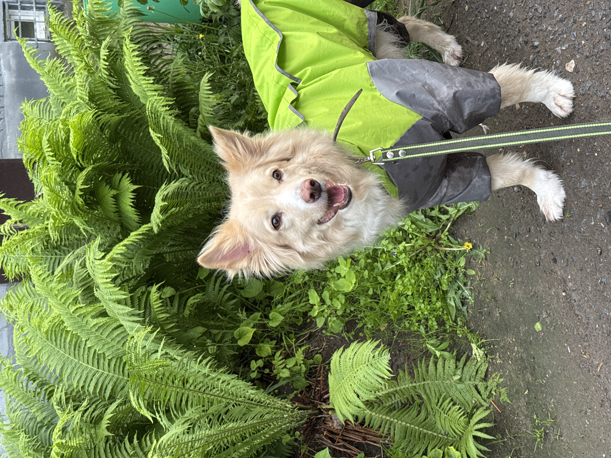 Family playtime with dog captured in Chaikovsky home