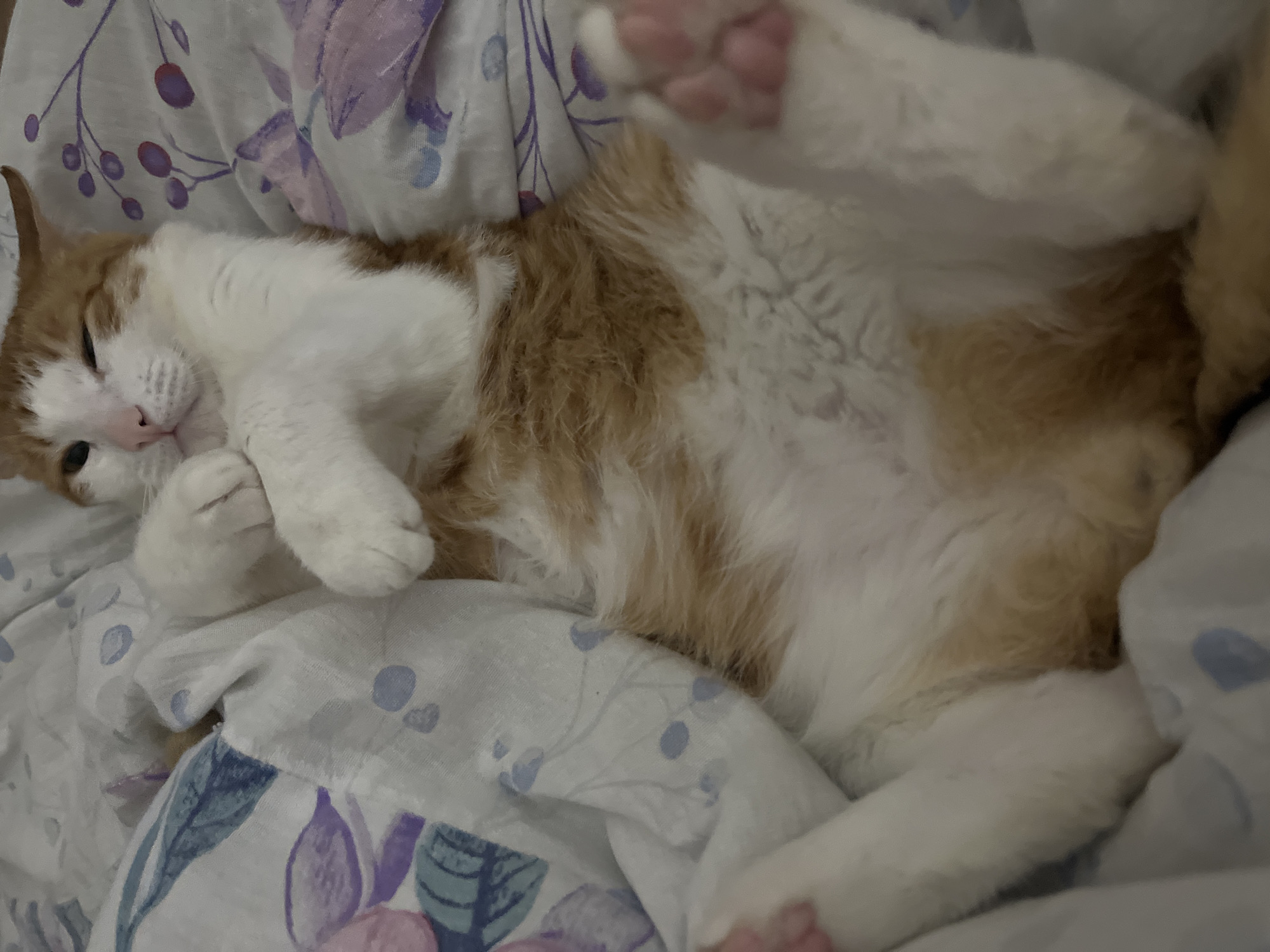 Cats rest on quilted bedding in Chaikovsky, Russia