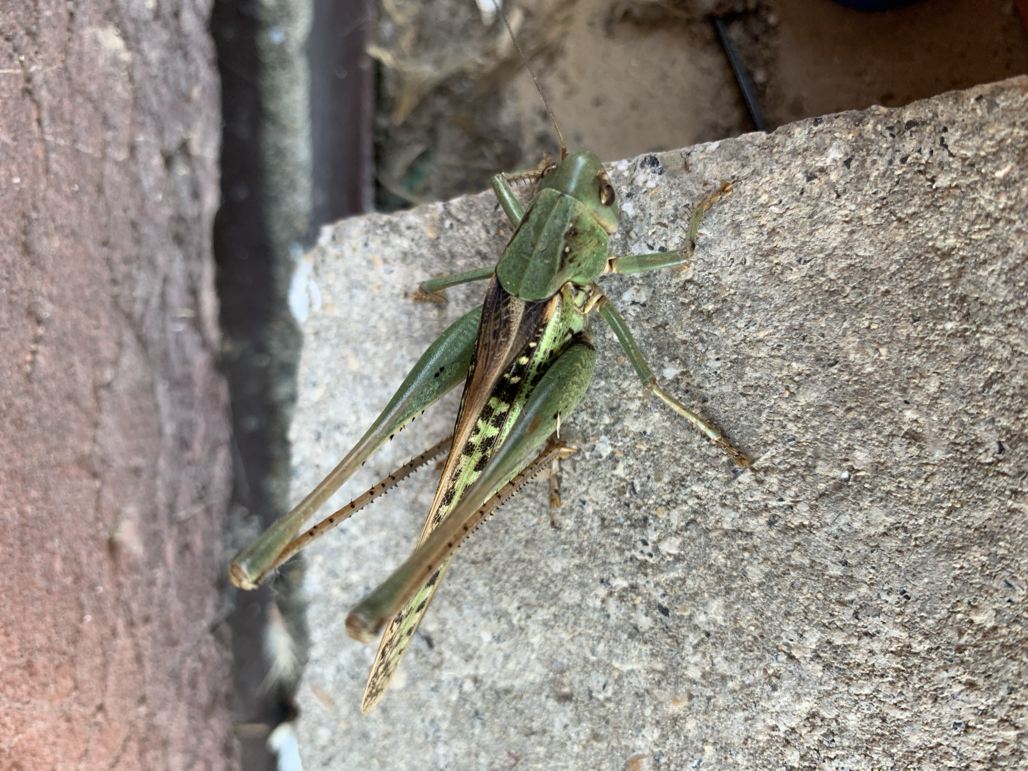 Grasshopper on concrete, shot from multiple angles in Kropotkin