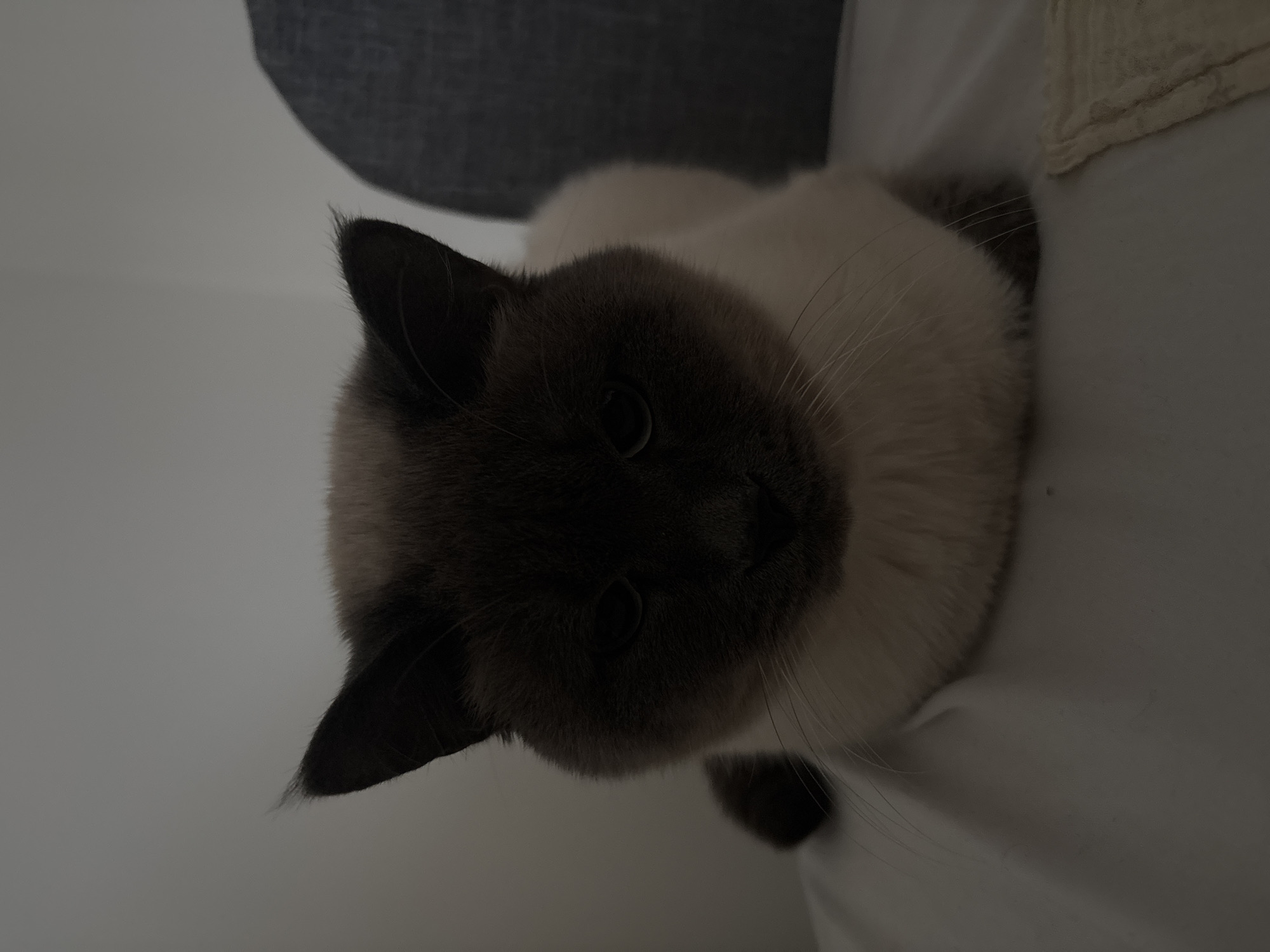 Morning moments with Siamese cat and street life in Antwerp