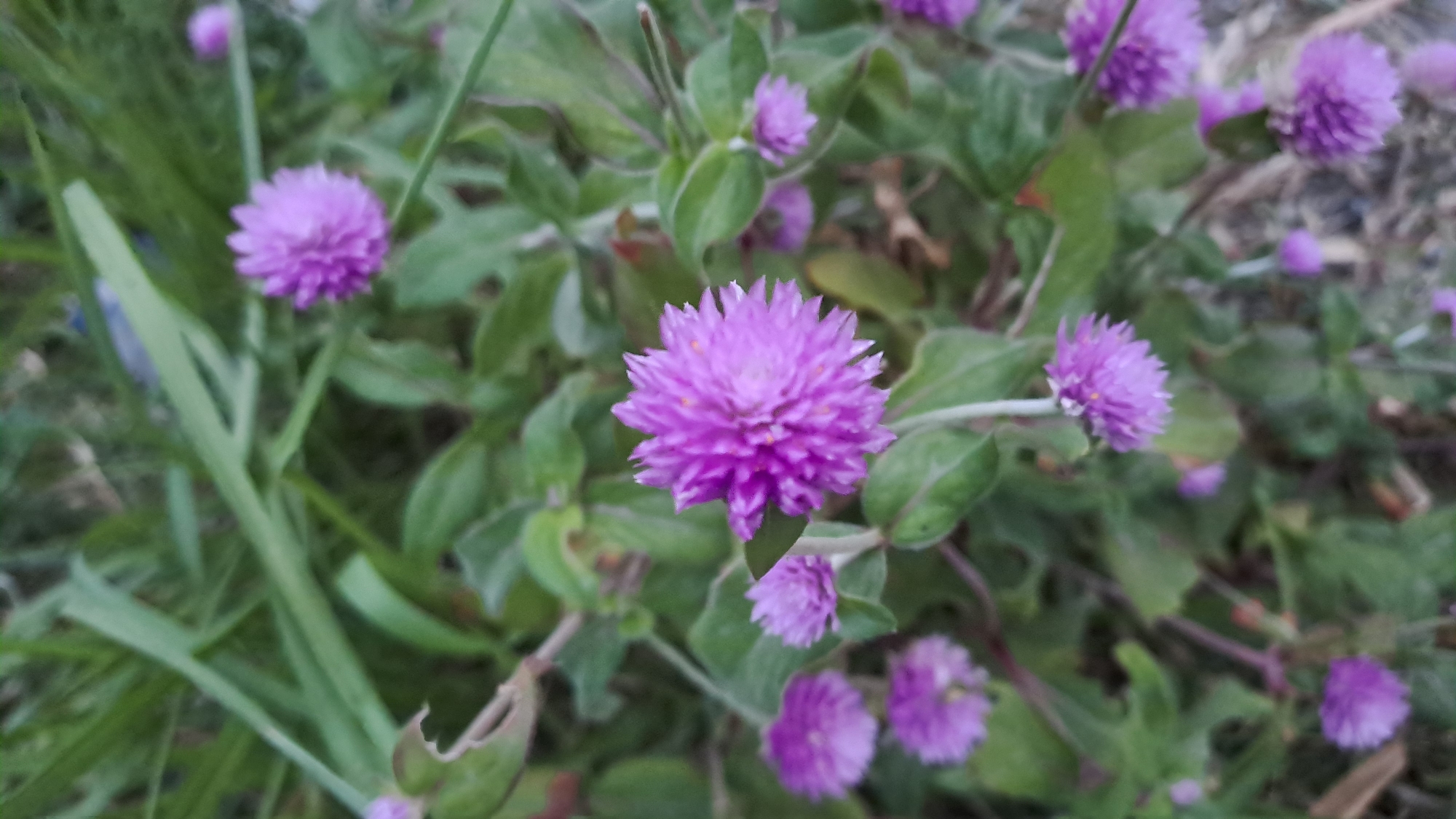 Globe amaranth blooms up close in Cottarum Tunong