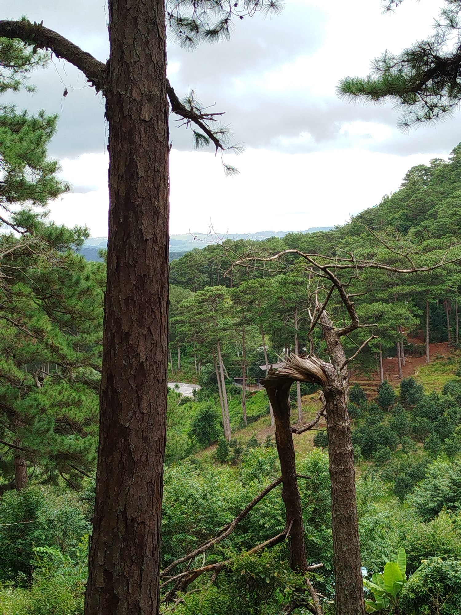 Hiking Da Lat's pine forests and stumbling on a mural bus