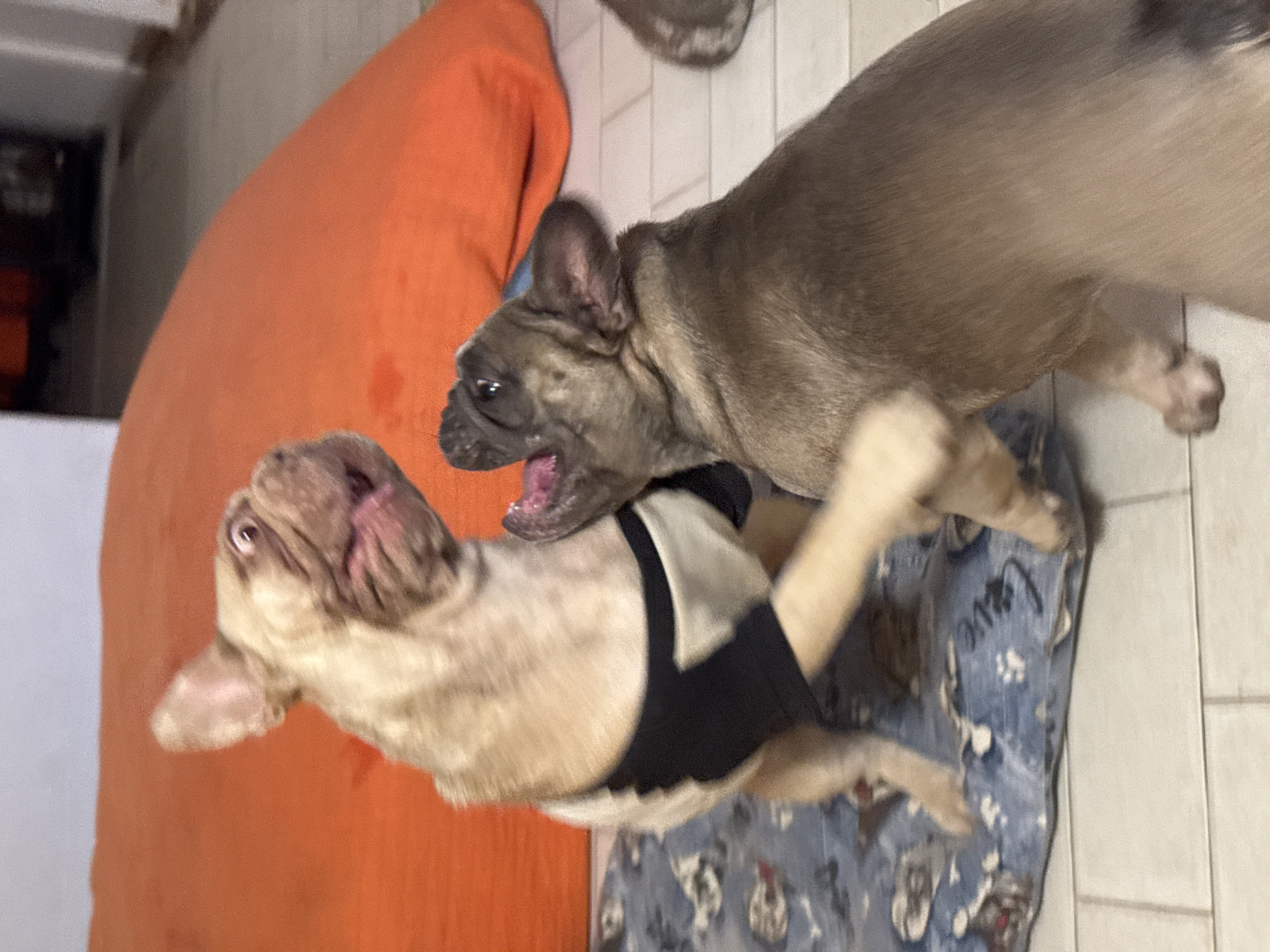 French Bulldogs living their best indoor life in coastal Italy
