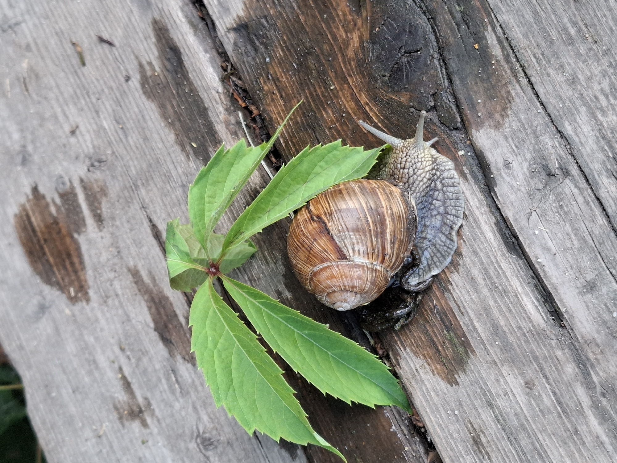 Snails, blooms, and a sleepy dog in a backyard garden