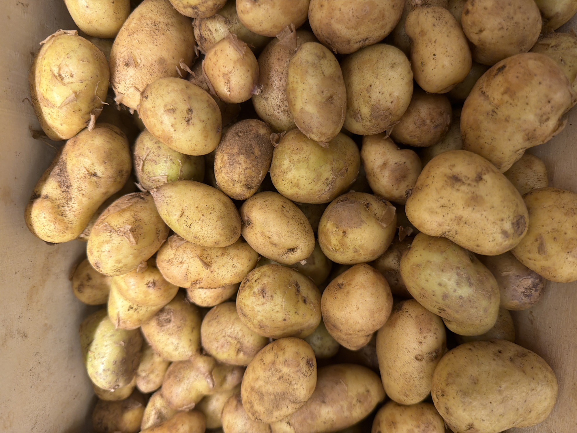 Shopper documents fresh produce displays at Paris market