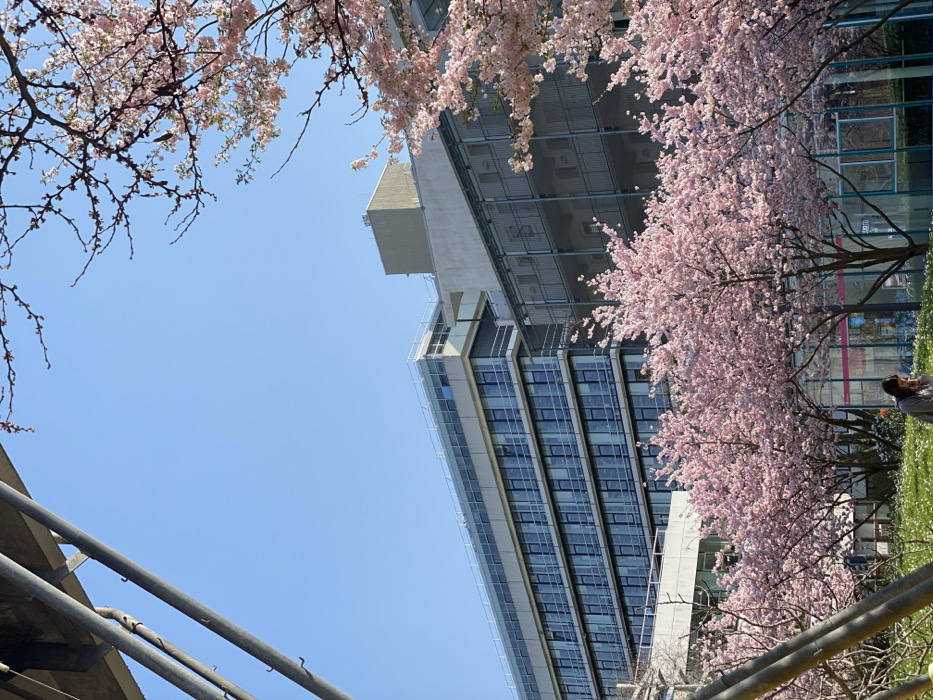 Clear spring day observed at Heidelberg University campus