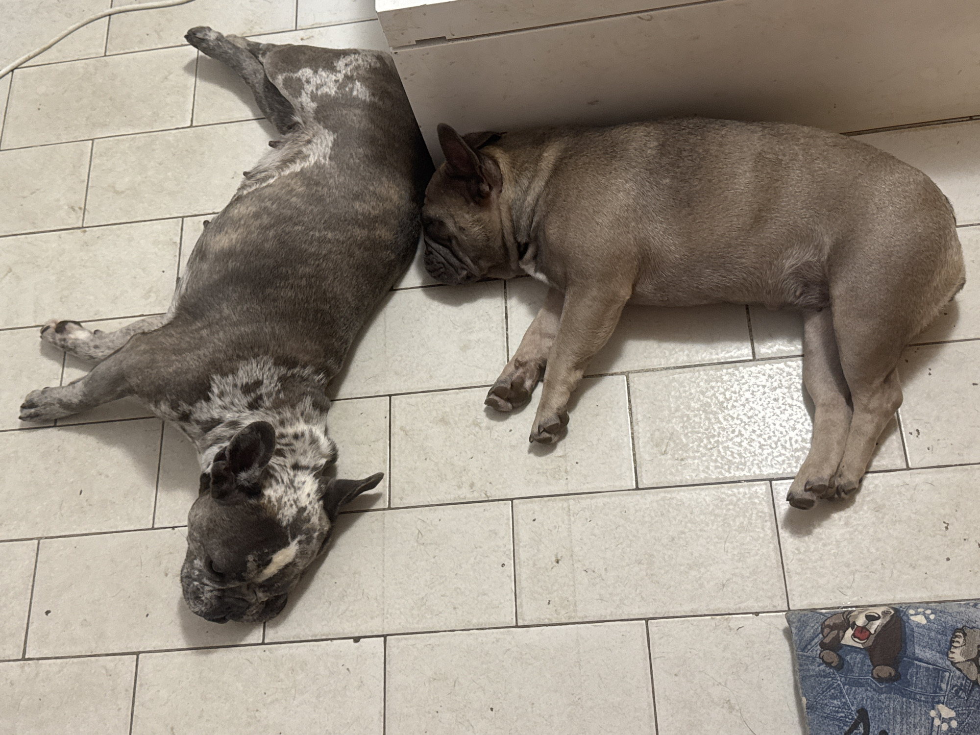 Two French Bulldogs lounging on a tiled floor in Italy