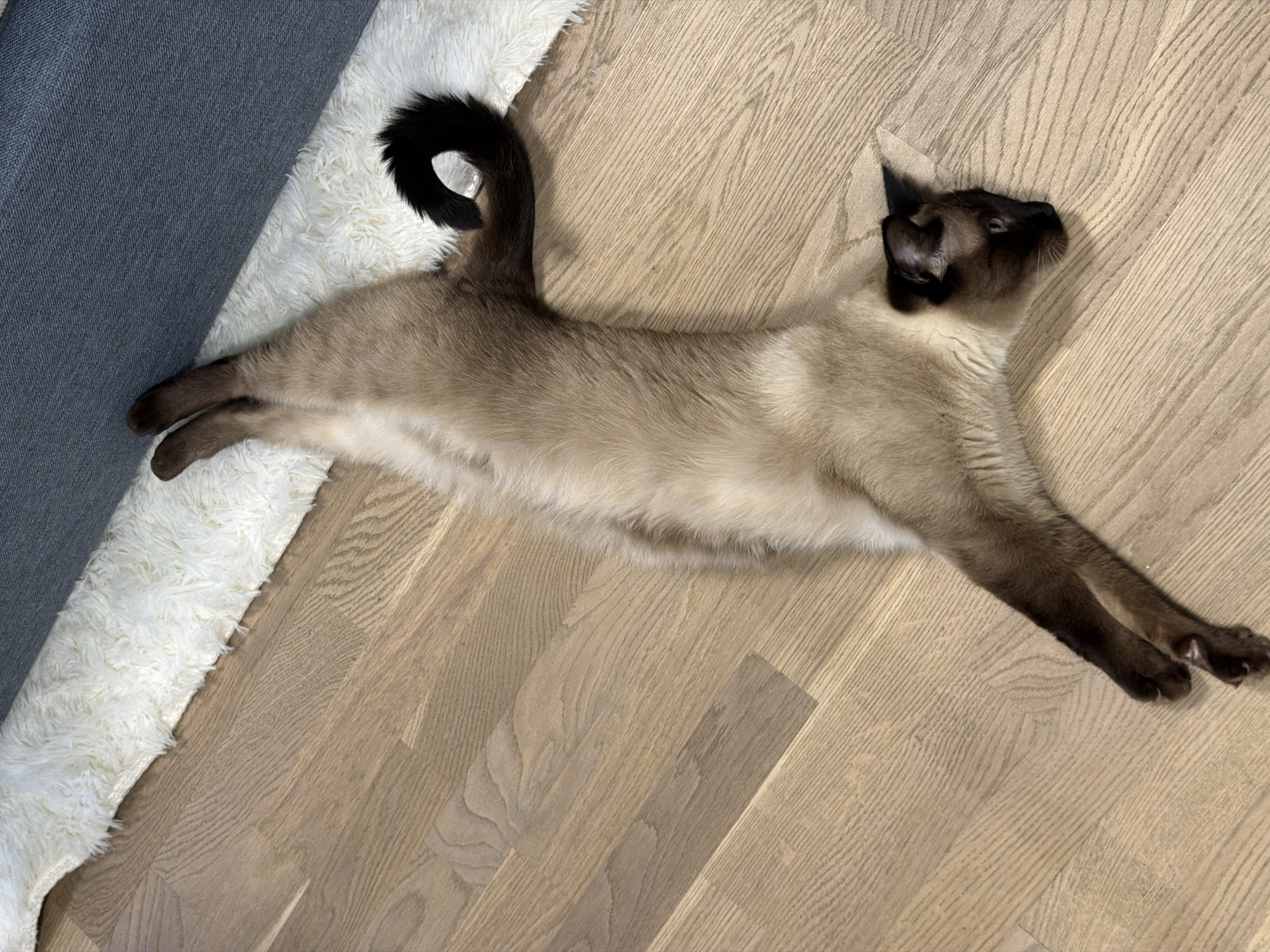Evening street life and indoor cats documented in Saint Petersburg
