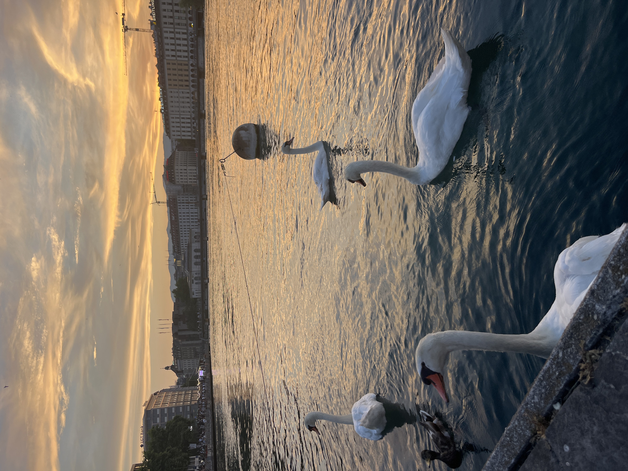 Swans, sunset, and a street violinist on a Geneva evening