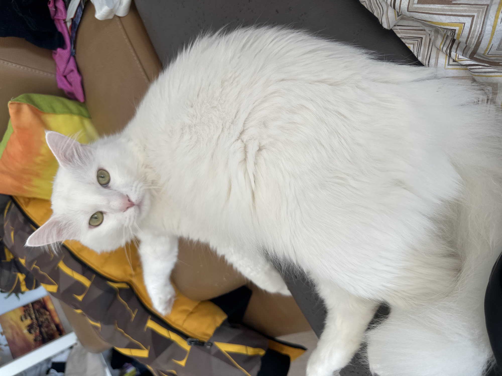 White cat rests on patterned surface in Sofia
