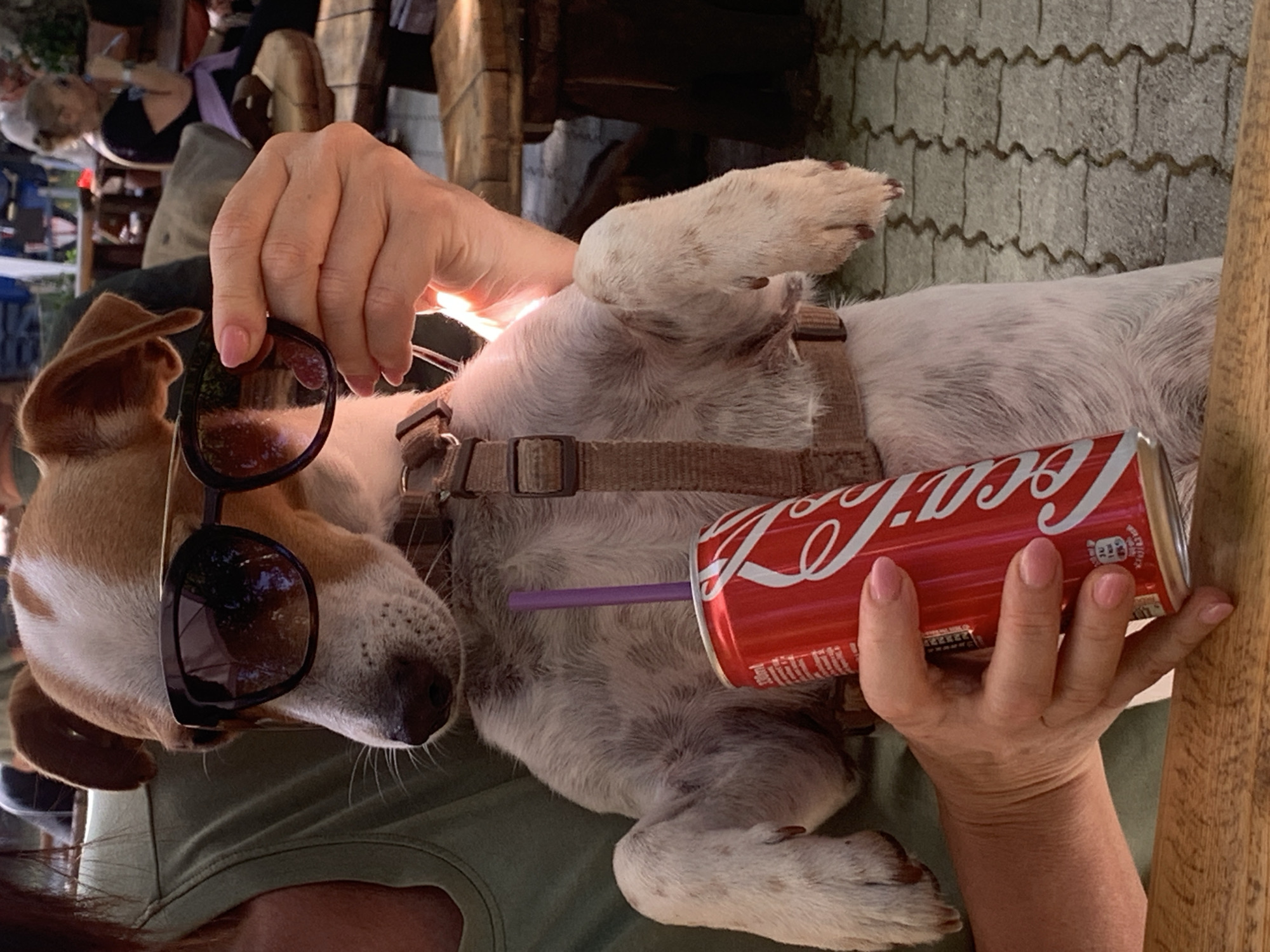 Sunglasses-wearing Jack Russell steals the show at Italian café