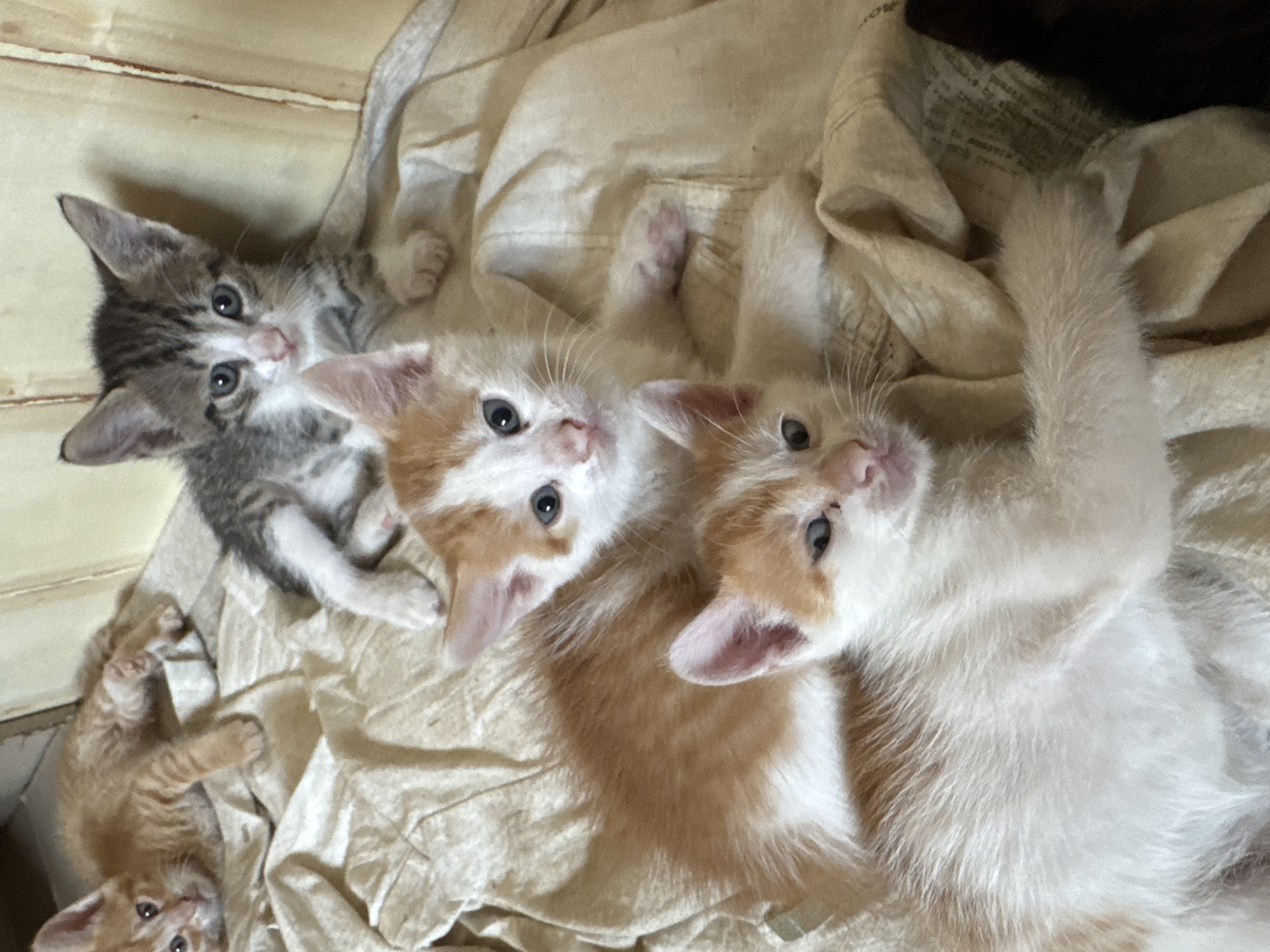 Kittens, framed butterflies, and a bold abstract painting