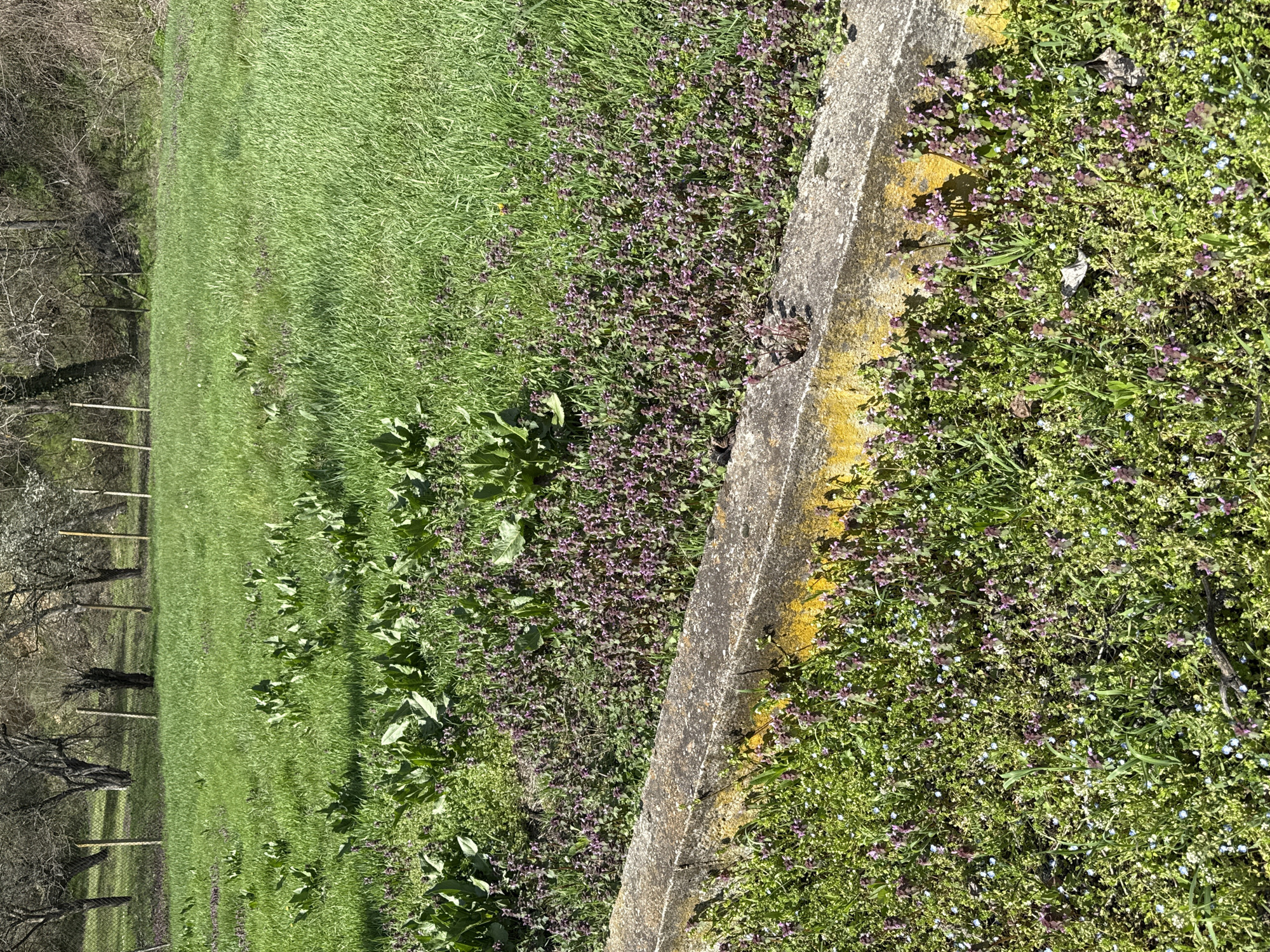 Woman takes selfie near wildflower patch in Ralevo