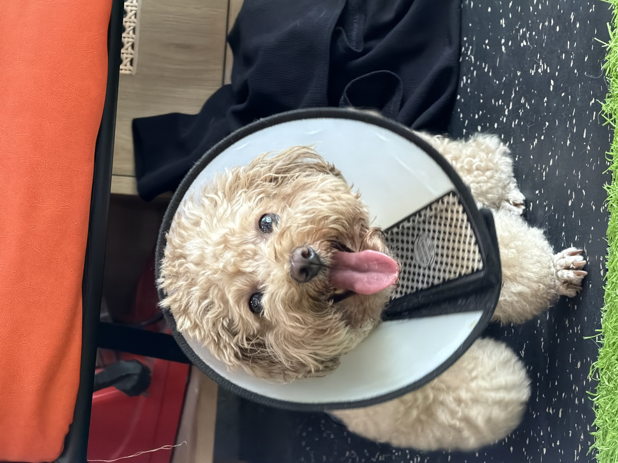 Poodle, cat-eared EVs, and a Raptor on Nha Trang streets