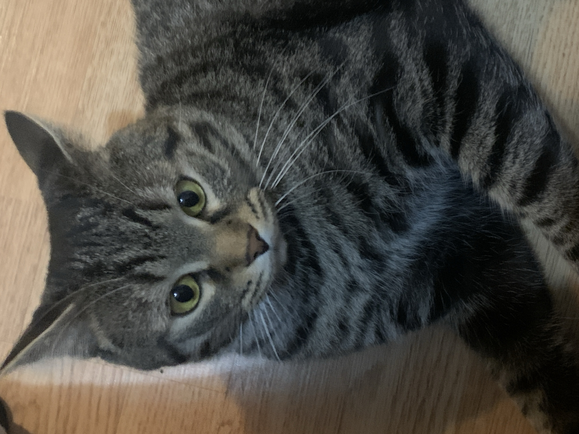 Tabby cat observed in various poses on wooden floor