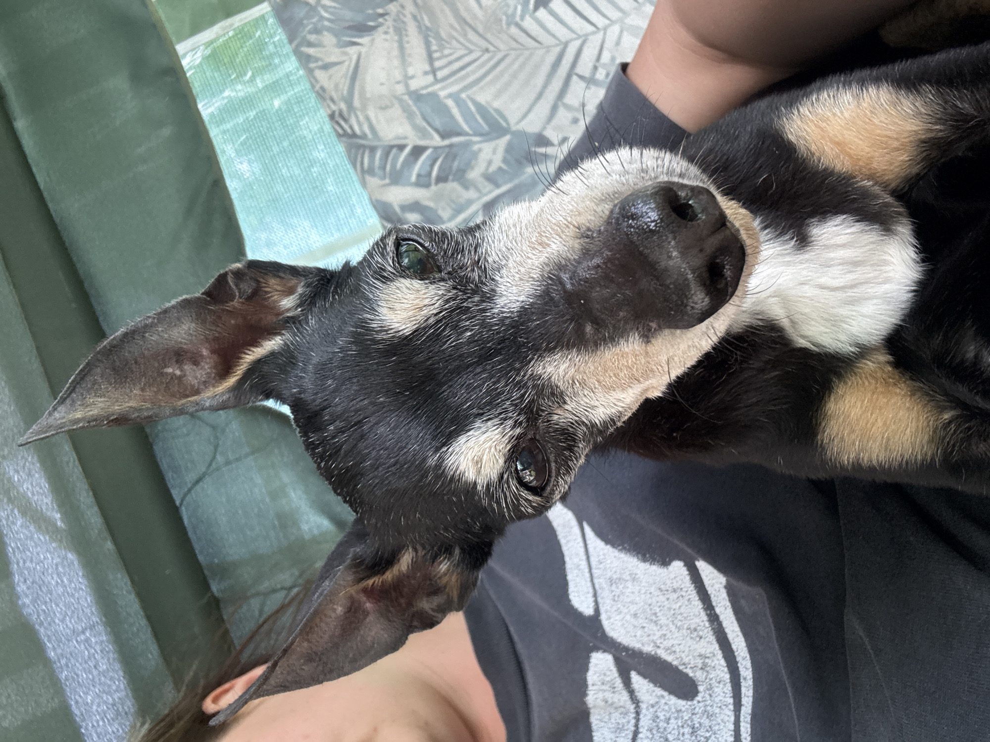 Elderly tri-color dog photographed indoors in Zornitsa, Bulgaria