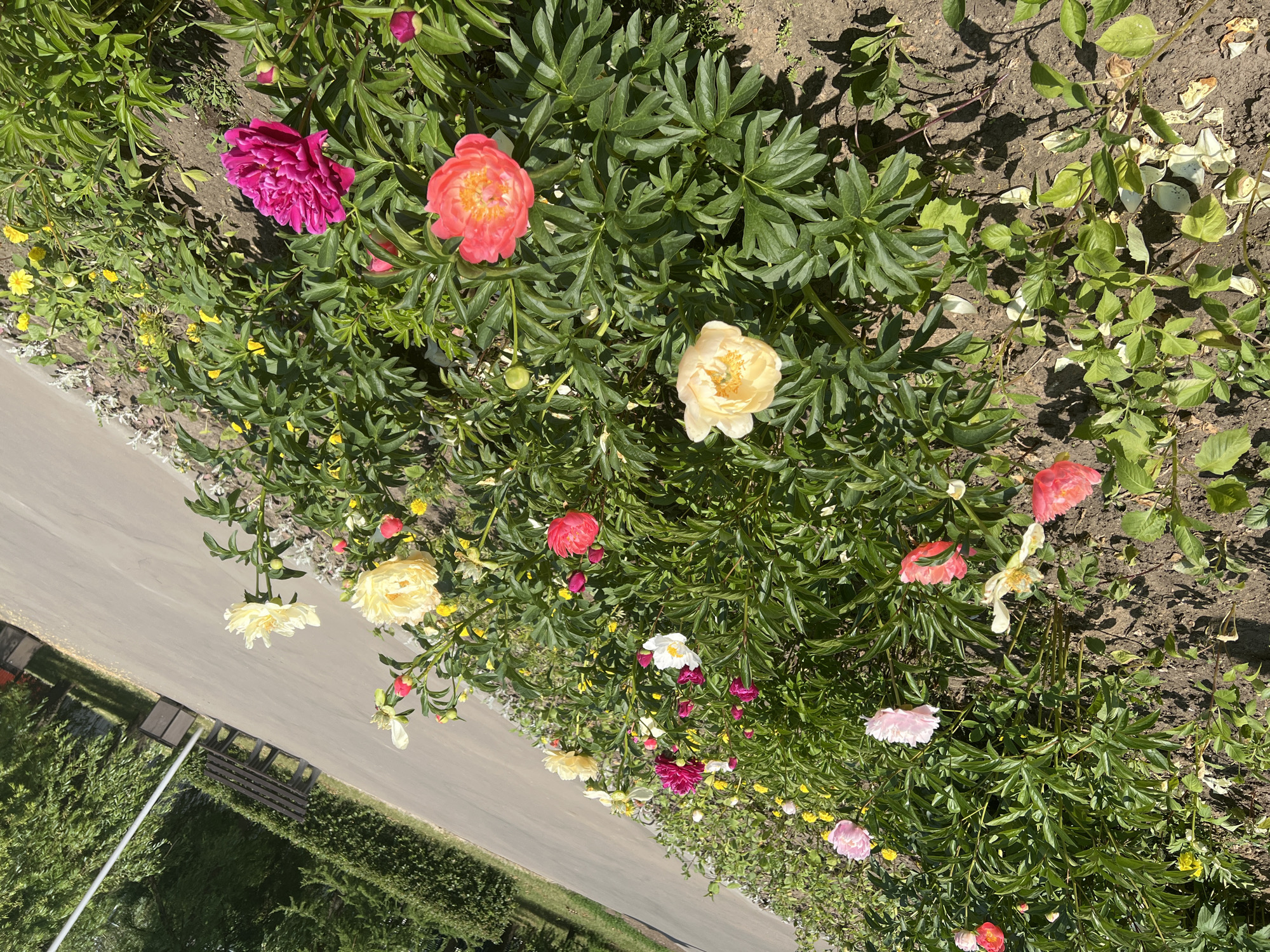Morning garden blooms captured in Moscow flower bed