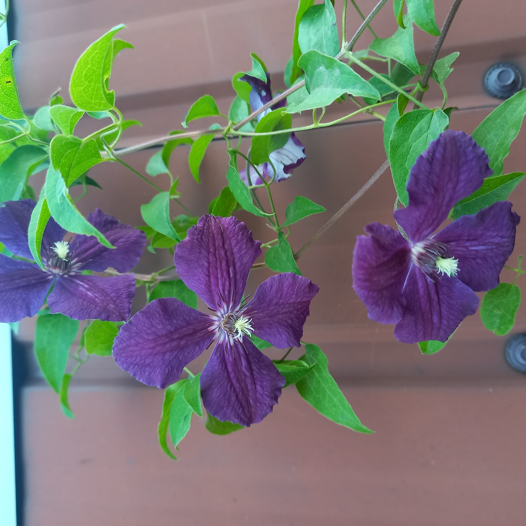 Summer wildflowers and garden blooms in Klyntsi, Ukraine