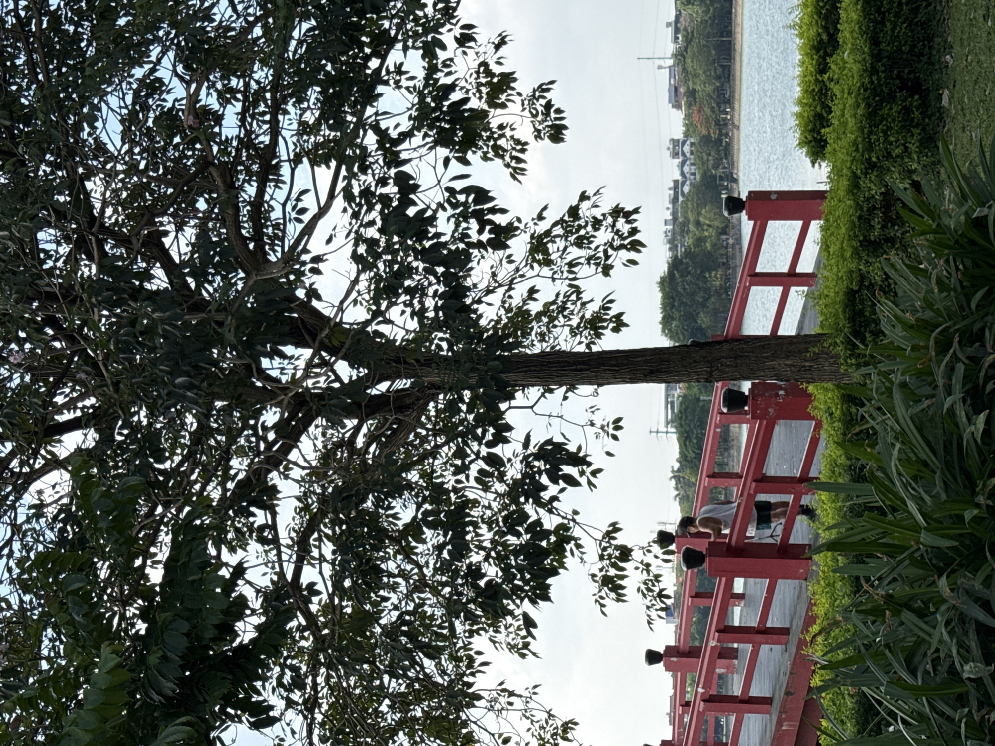 Dense-foliaged tree photographed in Hà Nội, Vietnam
