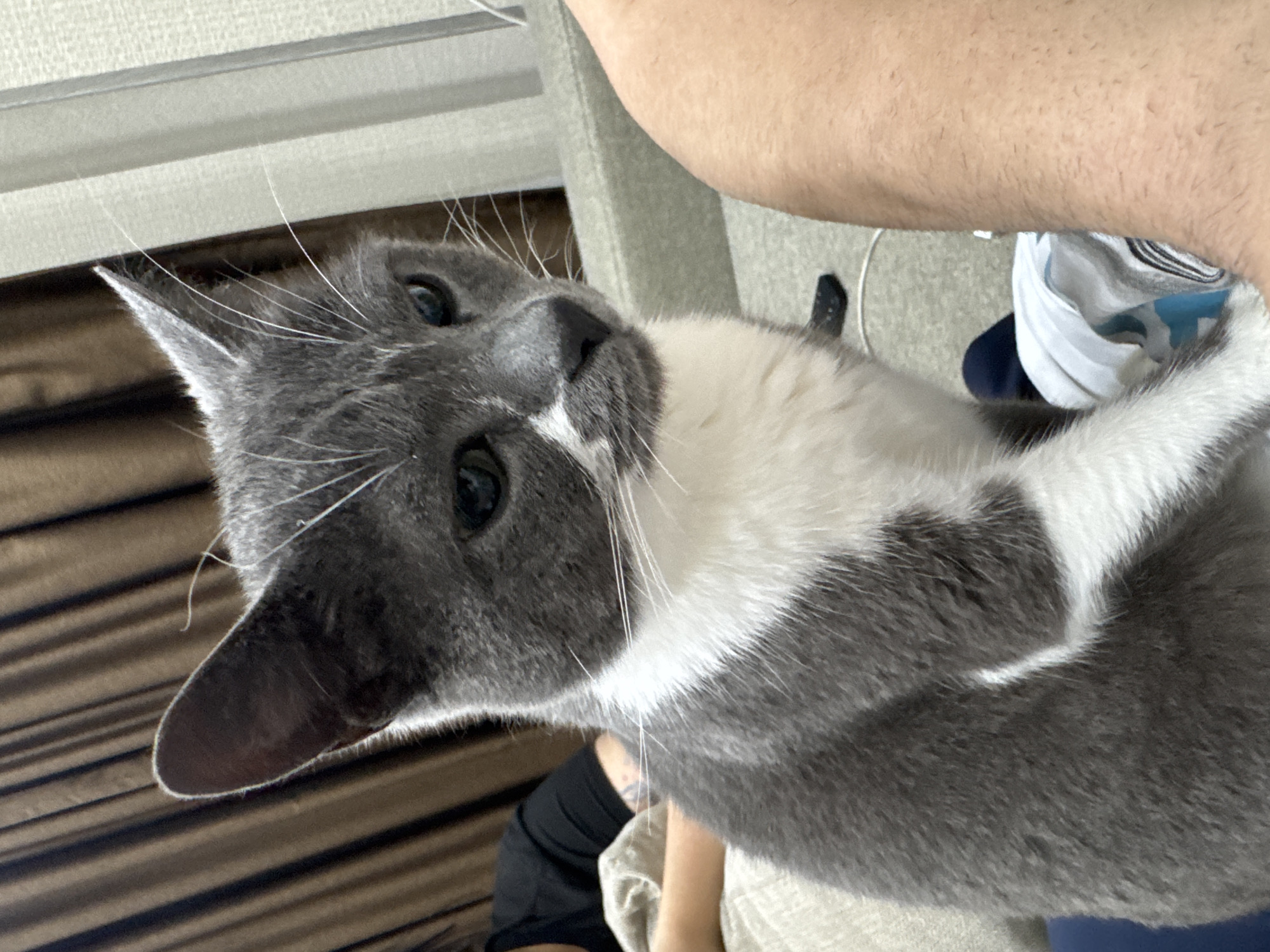 Tbilisi resident documents hour of domestic life with cat