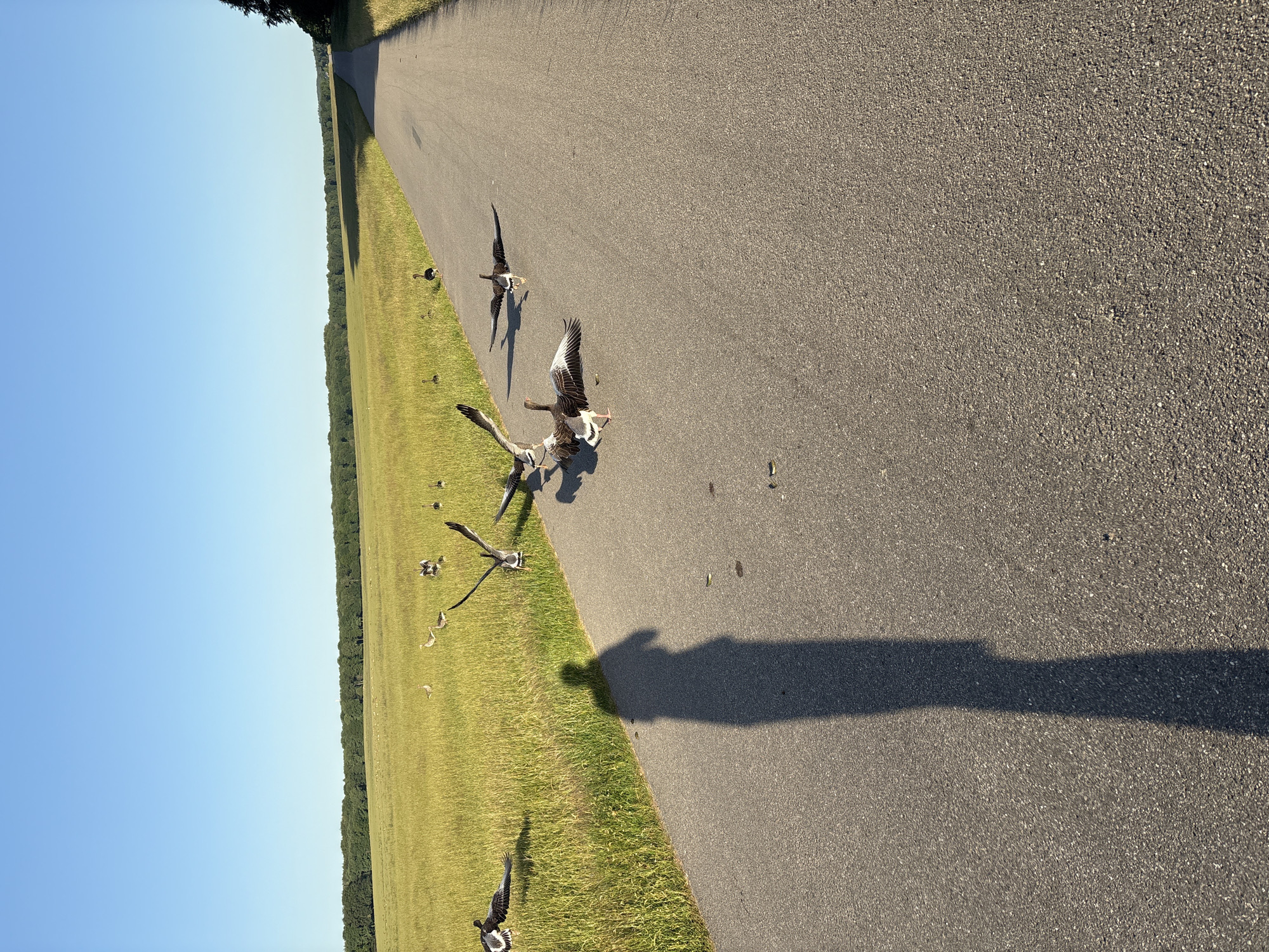 Geese, palace grounds, and park paths in Kongens Lyngby