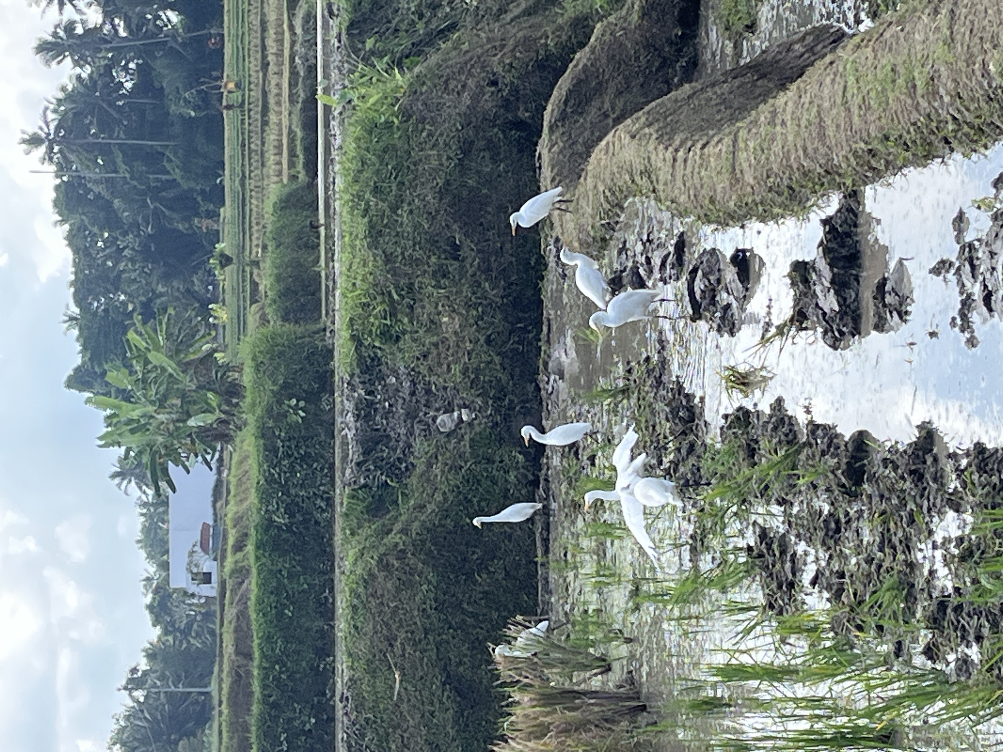 Tilling day at a working rice paddy in Ubud, Bali