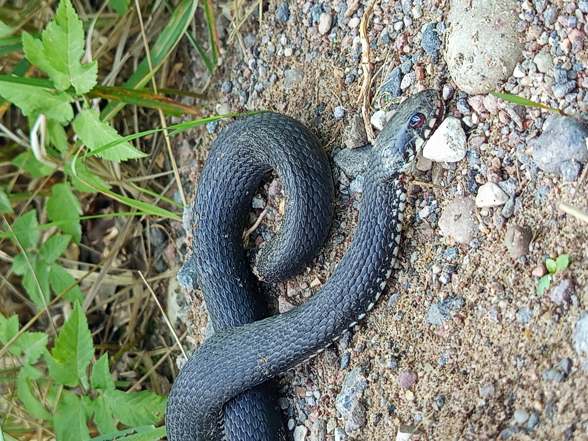 Snakes on the path and garden life in rural Ostrovtsy
