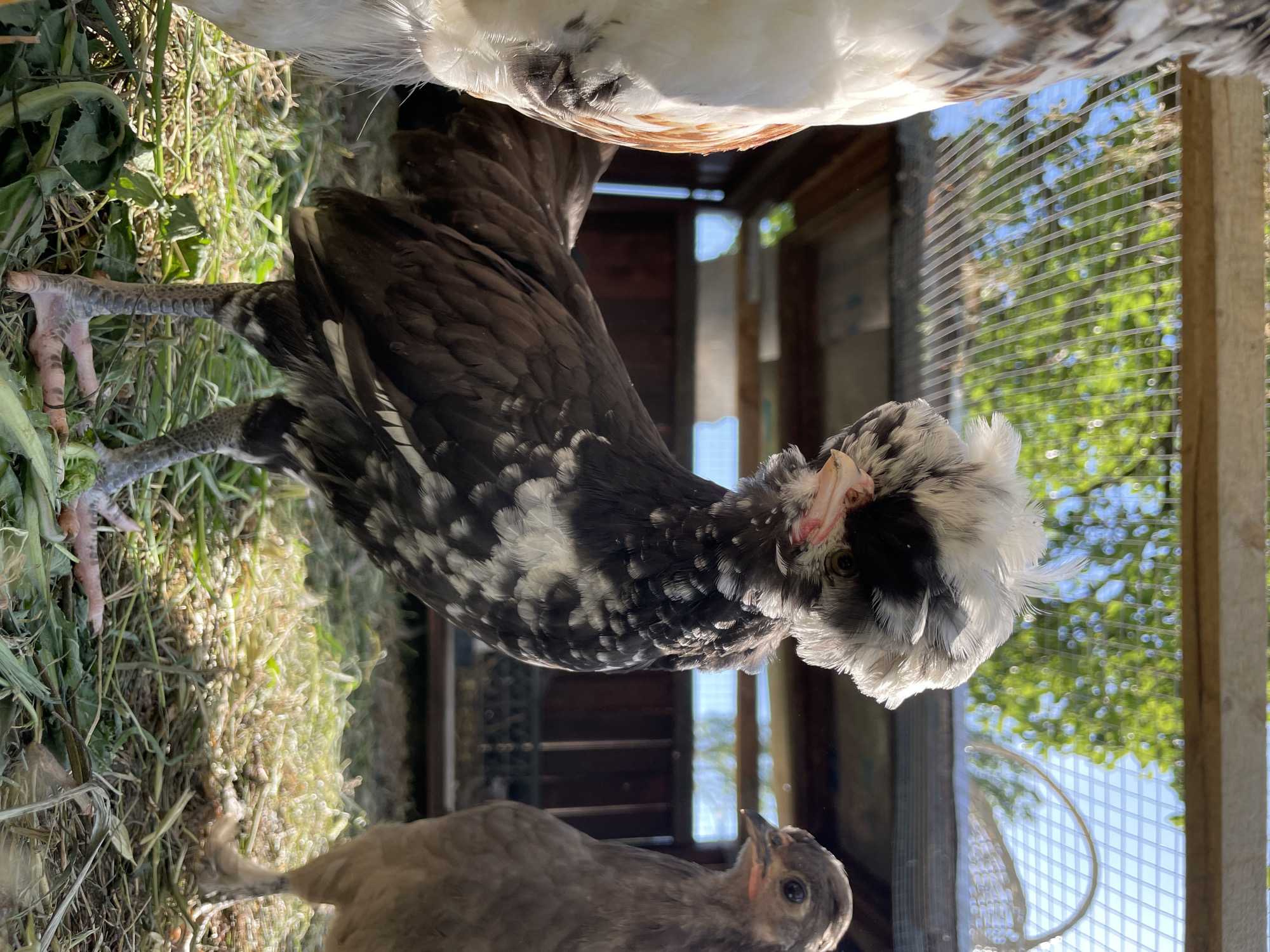 Chickens photographed in outdoor enclosure in Danilovgrad, Montenegro