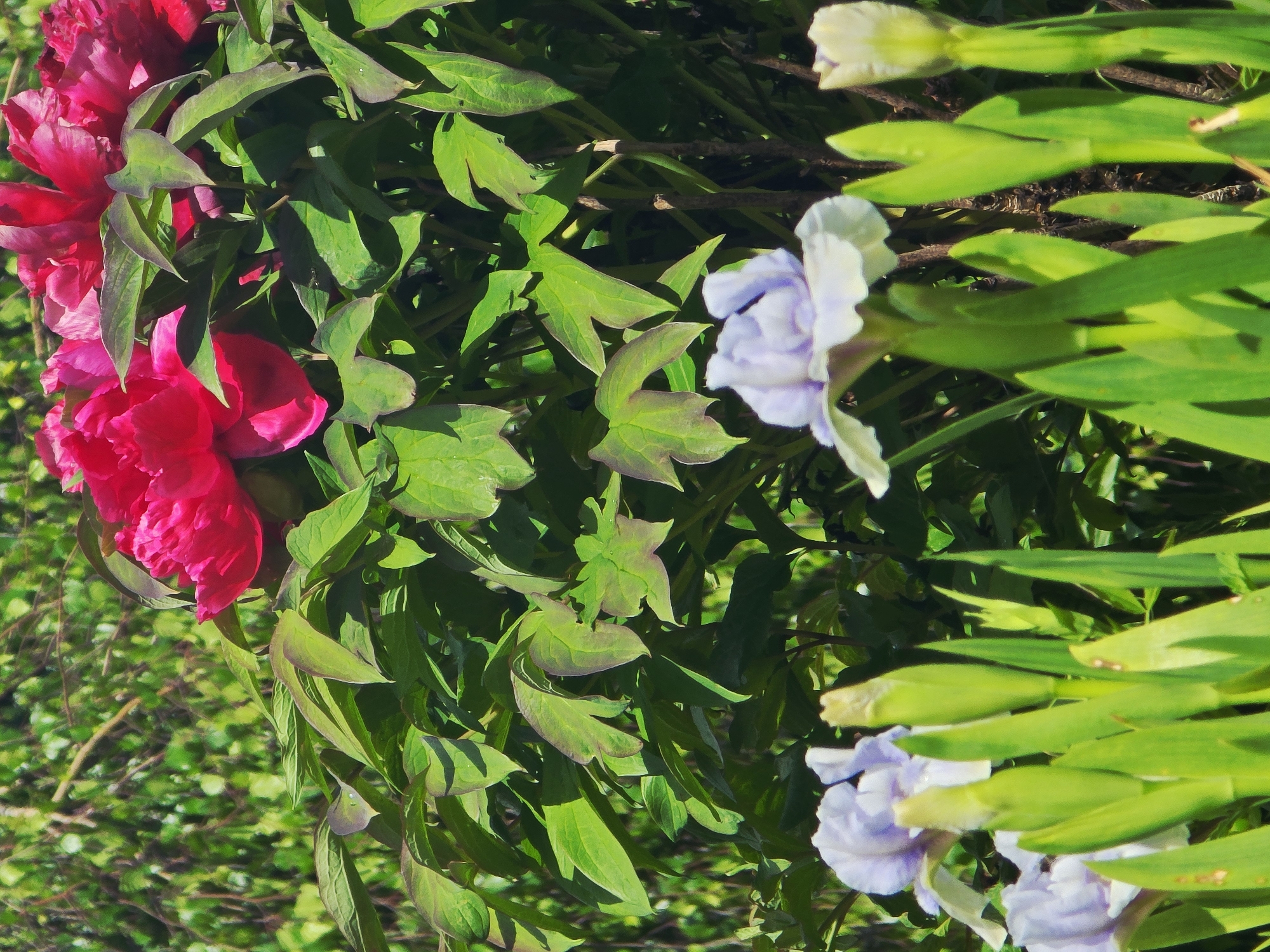 Garden scene with flowers and decorative figurines captured in Онуфриево