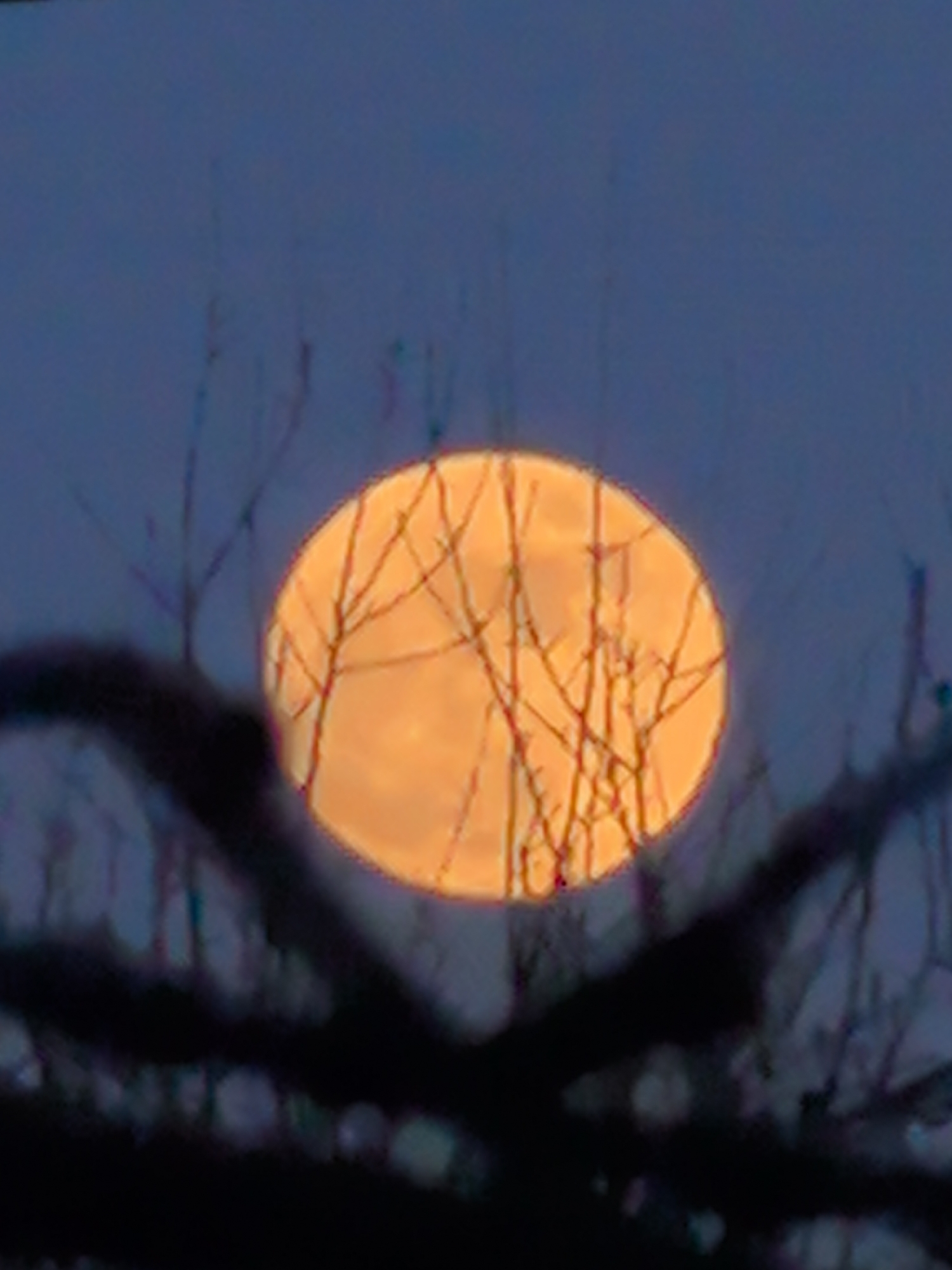 Orange full moon observed through bare trees in Noviy, Russia