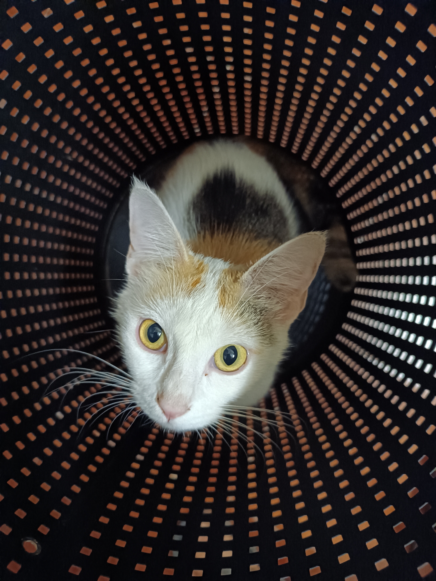 Calico cat photographed in basket in Viadana, Italy