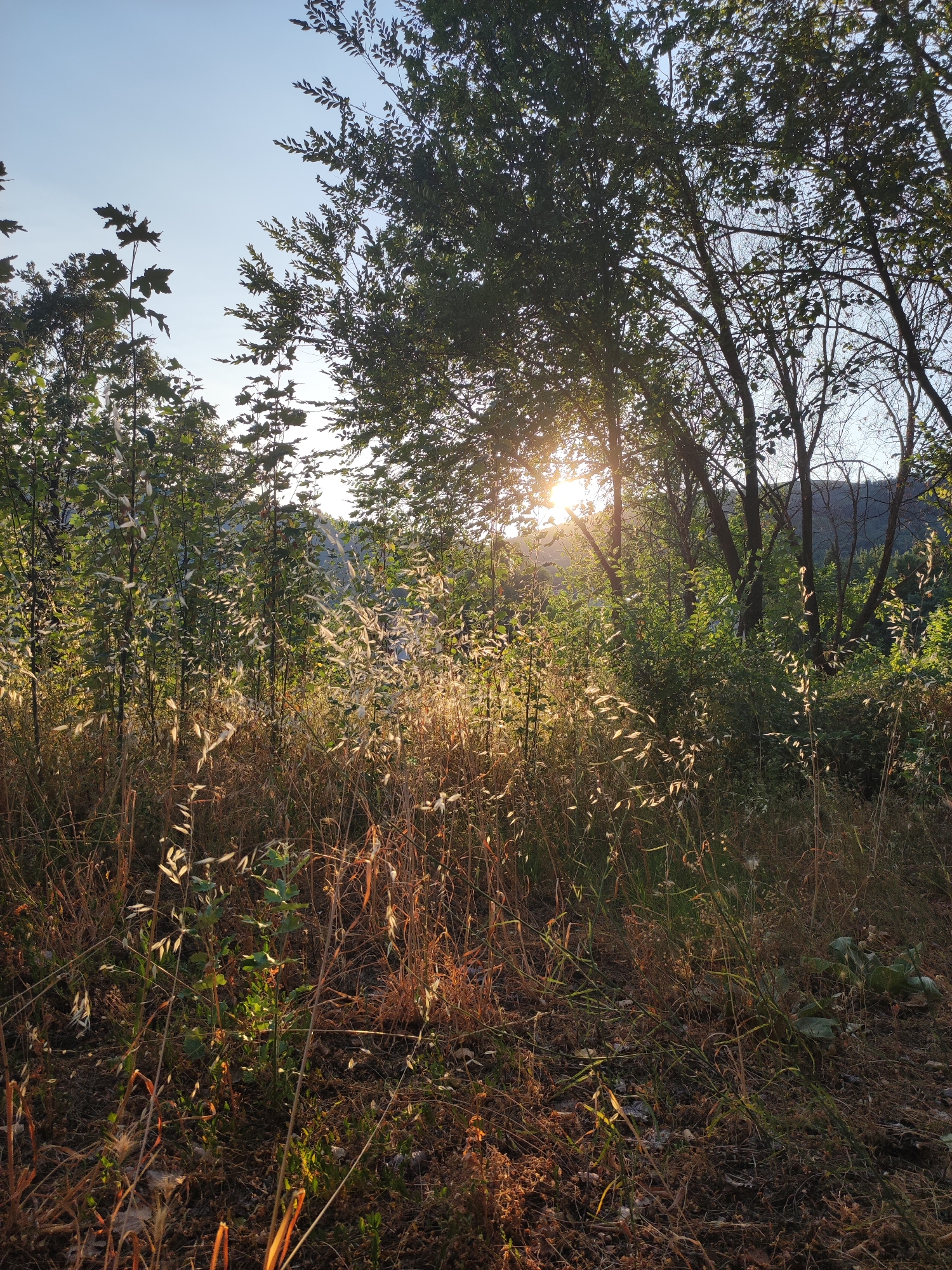 Watermelon and golden hour at a woodland picnic spot in Spain