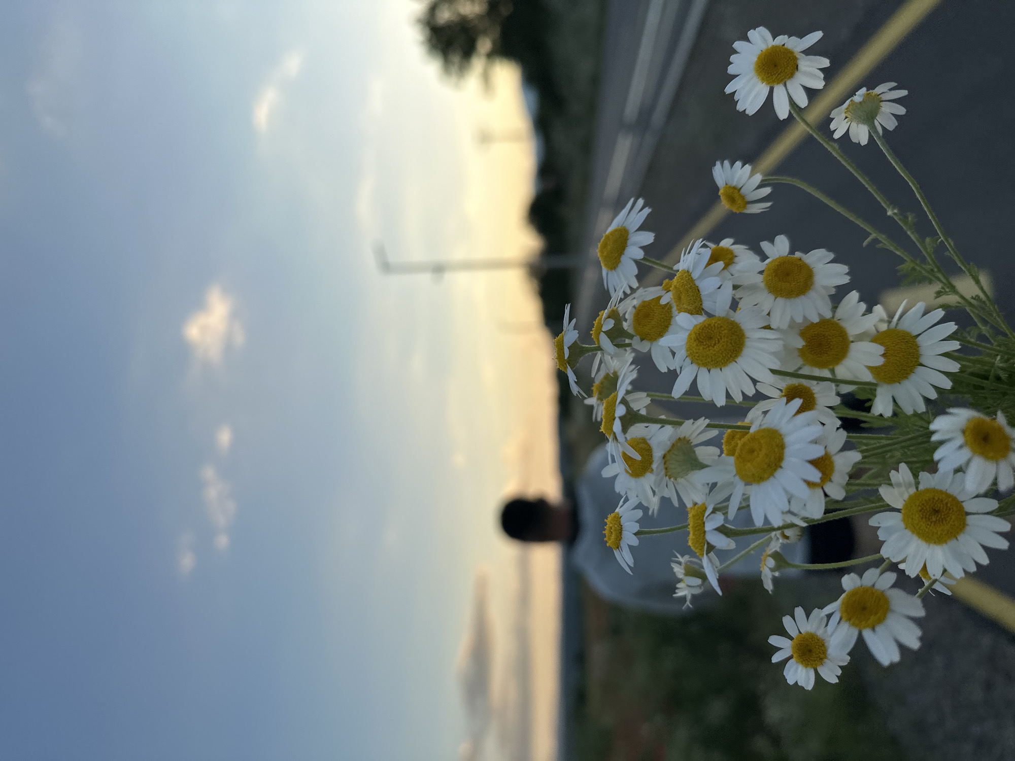 Roadside scene with daisies and pedestrians documented by witness