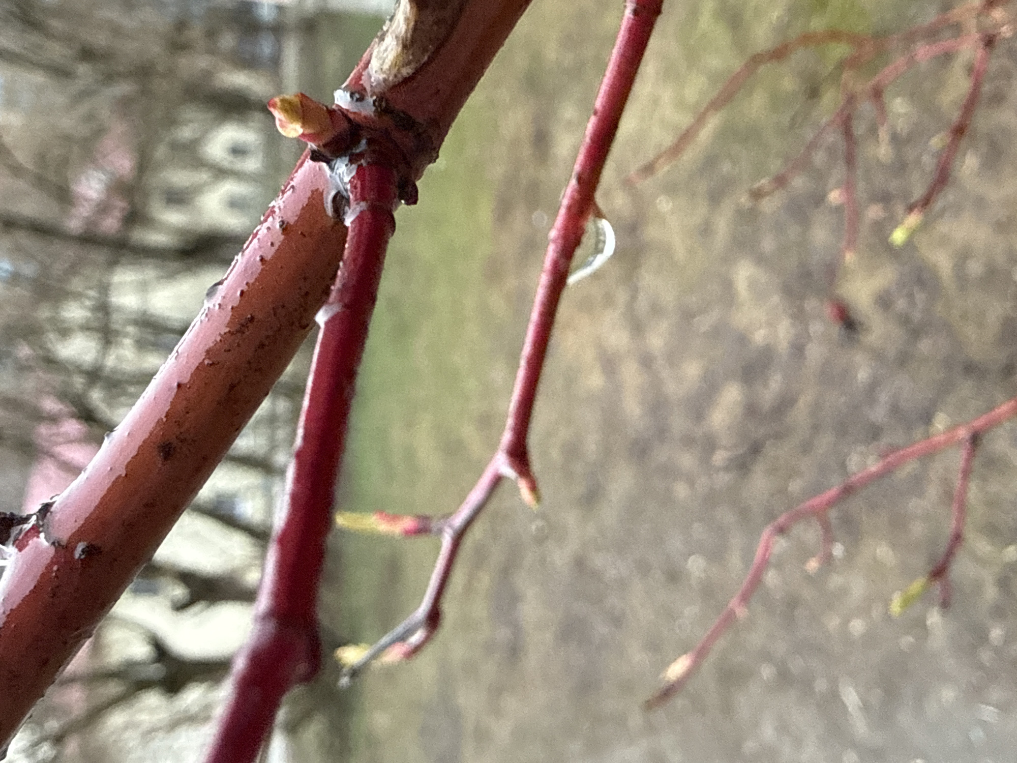 Spring buds and droplets observed on tree branches in Dmitrov