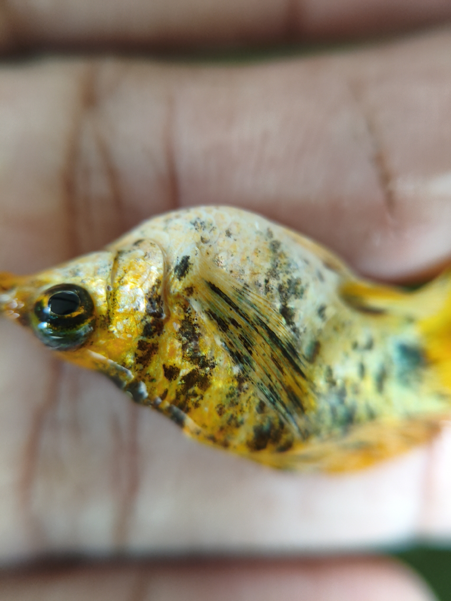 Macro nature photography session documents biodiversity in Lhokseumawe