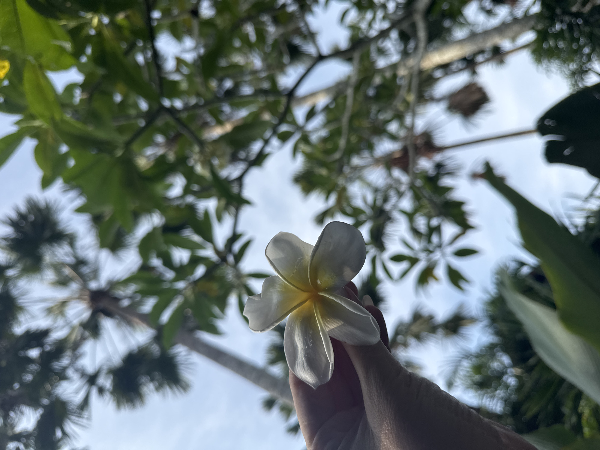 Dusky moorhen spotted on hotel bed in Nusa Dua
