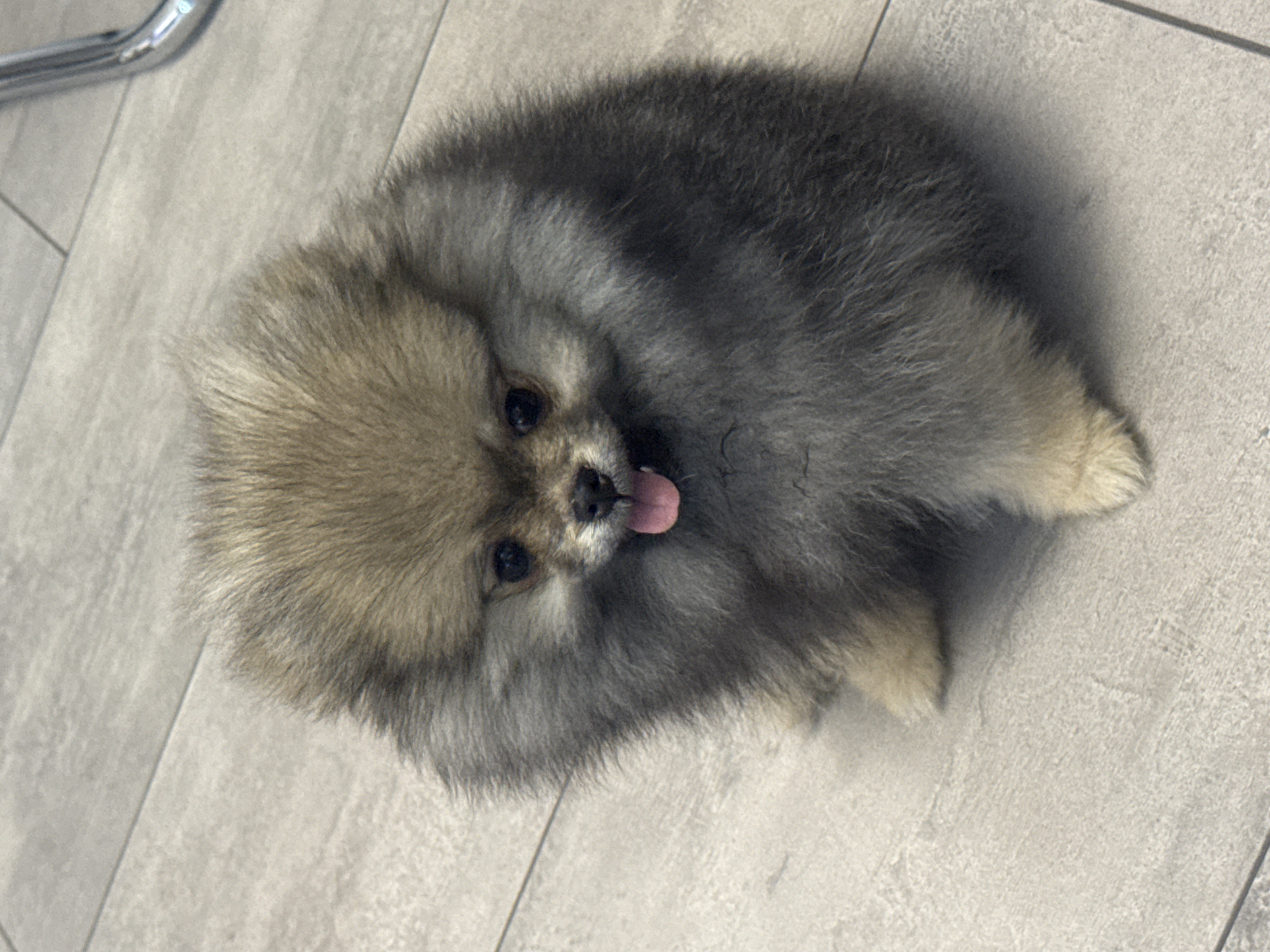 Fluffy Pomeranian photographed looking up at camera in Plovdiv