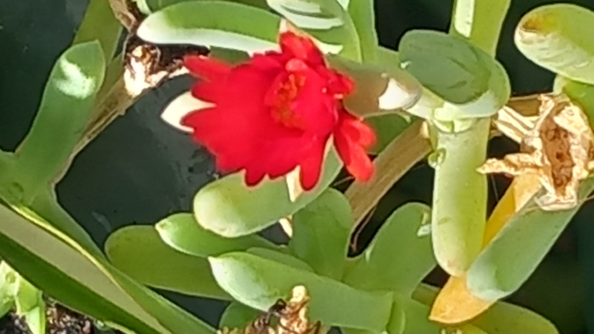 Red blooms and hillside views in Άγιος Νεκτάριος on a clear morning