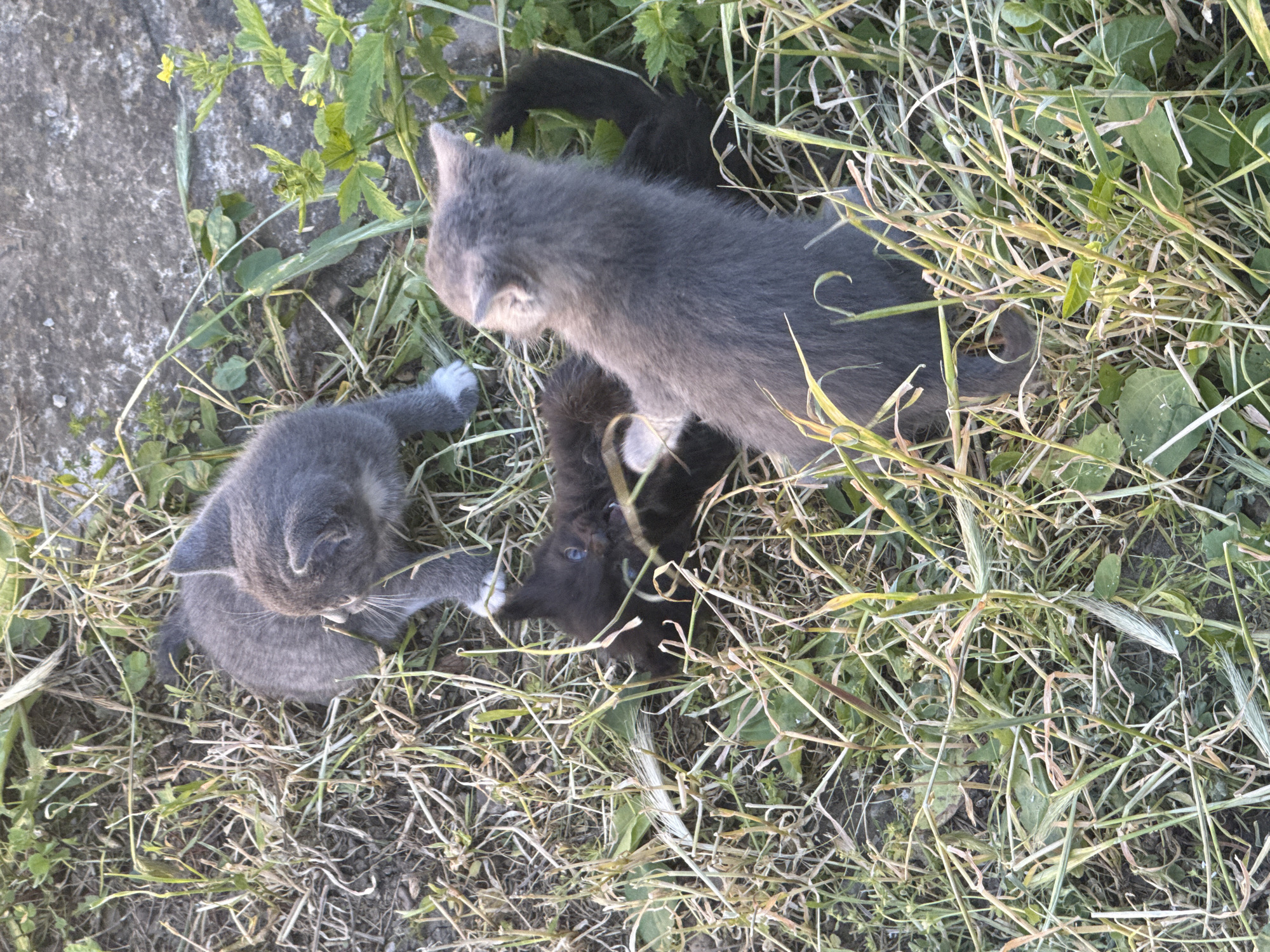 Three kittens play in grass in Bulgarian village