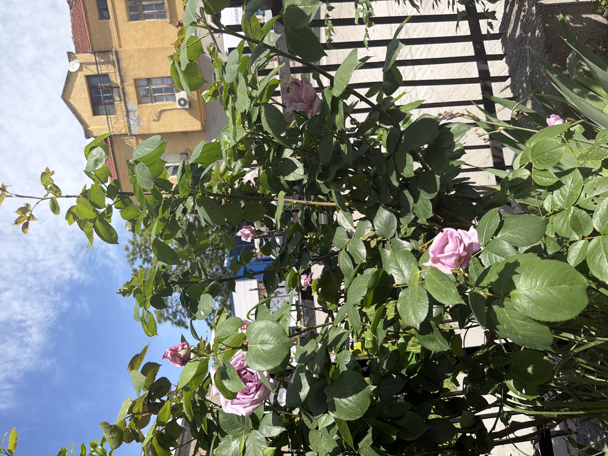 Morning observations of roses, art, and decorative items in Plovdiv