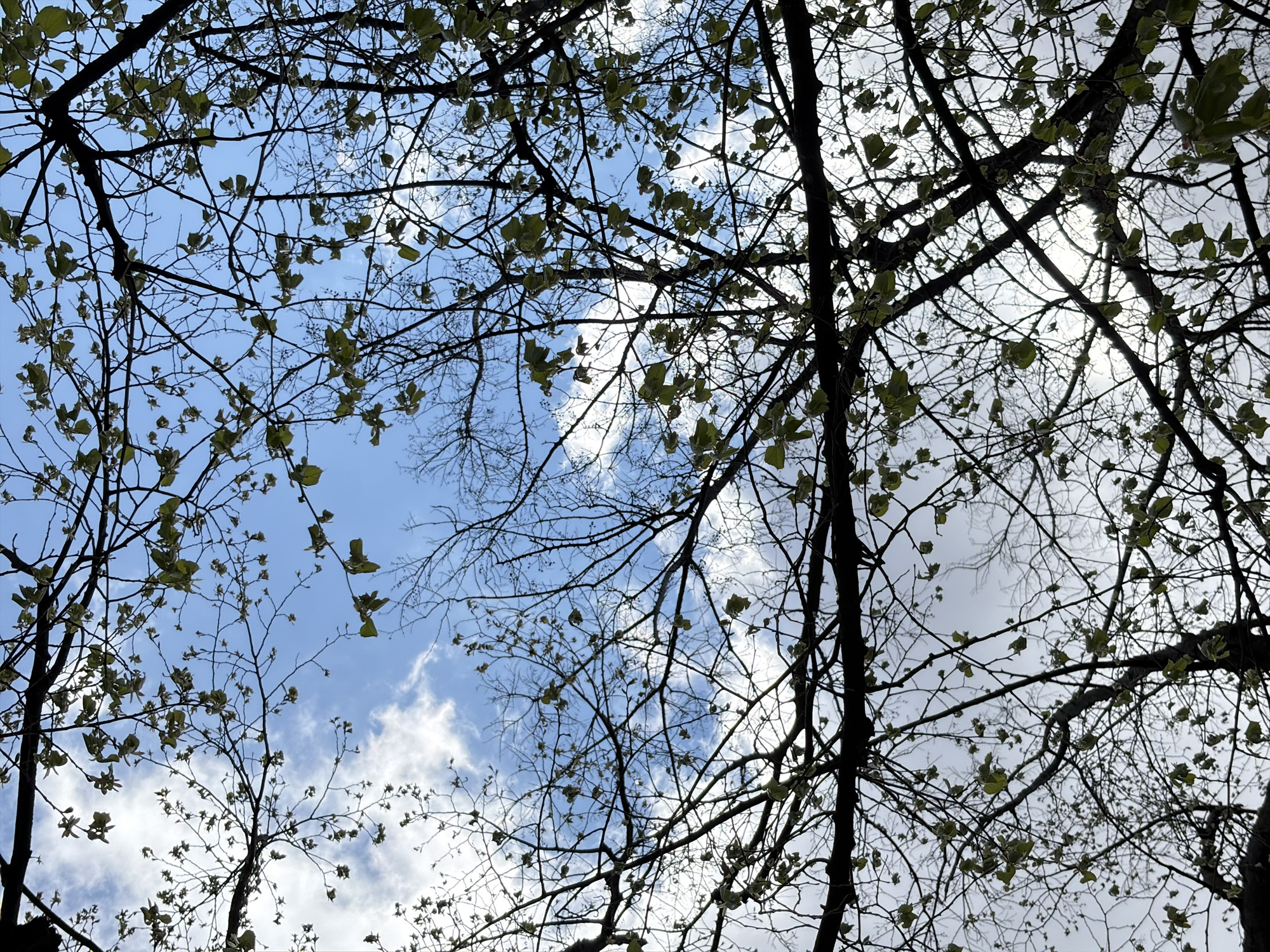 Spring tree canopy documented in Stara Zagora park