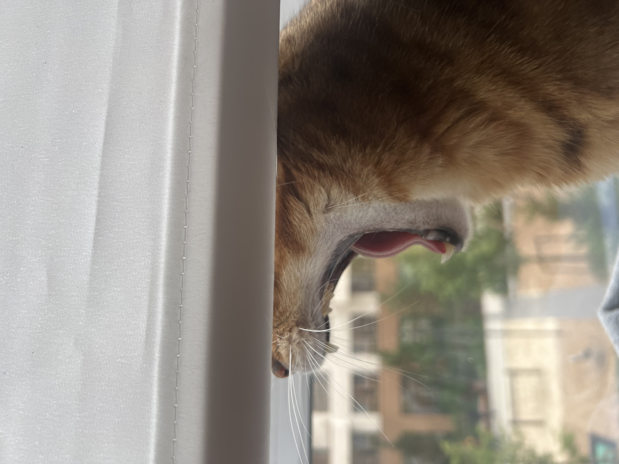 Cats lounging and peering through window blinds in Yekaterinburg