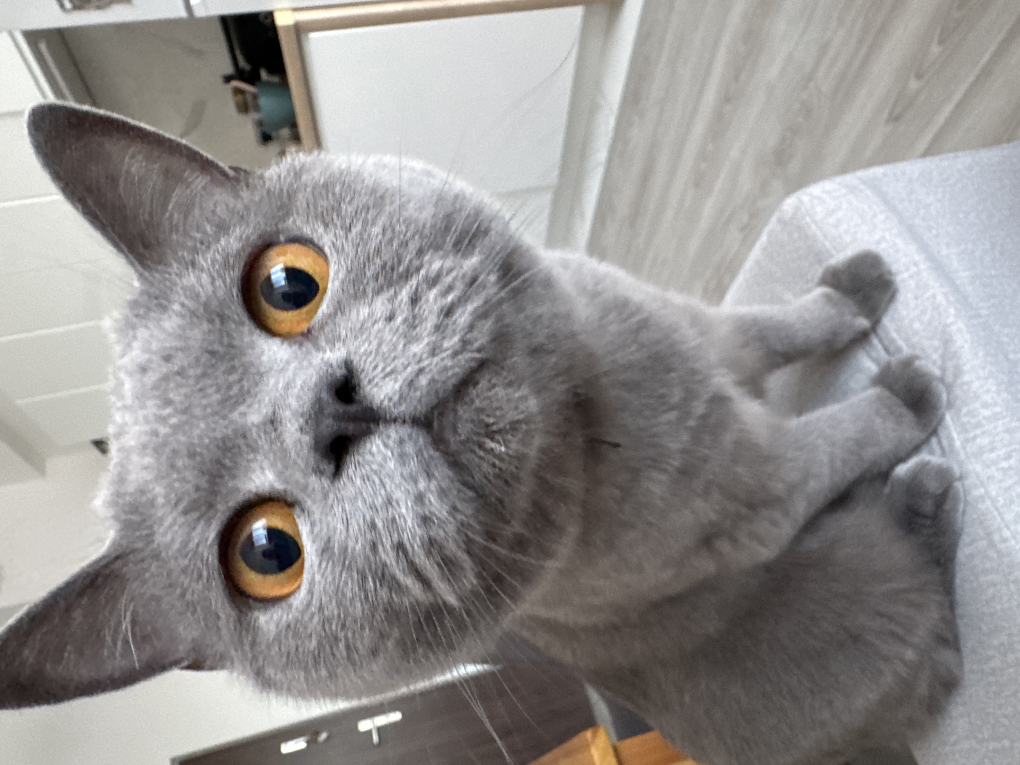Grey British Shorthair holds court in a Zielona Góra apartment
