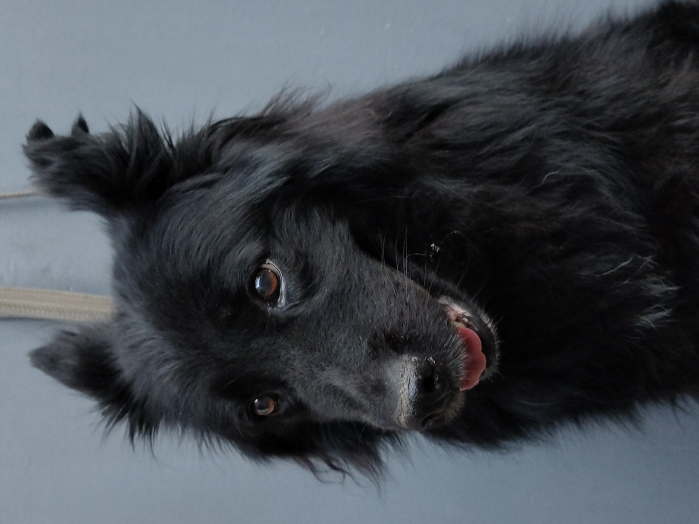 Fluffy black dog chilling out in Kharkiv