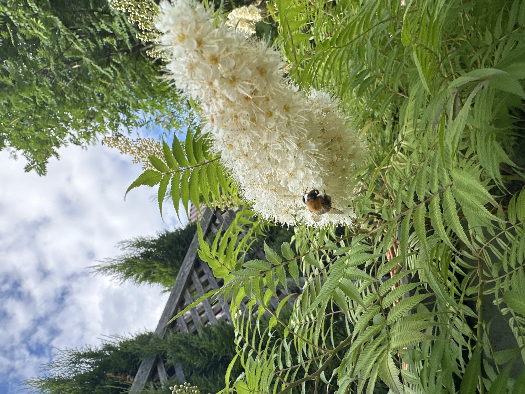 Summer garden in full bloom, insects and flowers up close