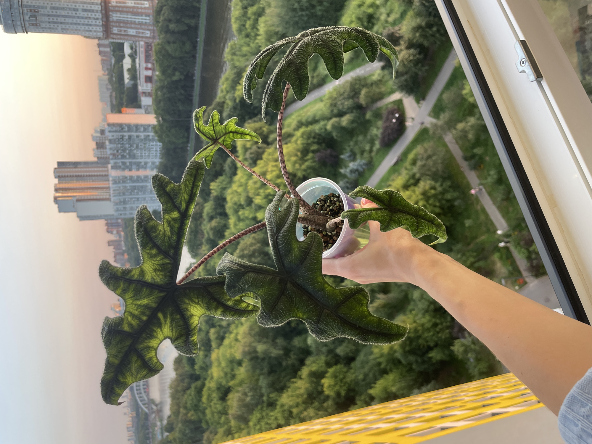 Houseplants shown off against a Khimki skyline