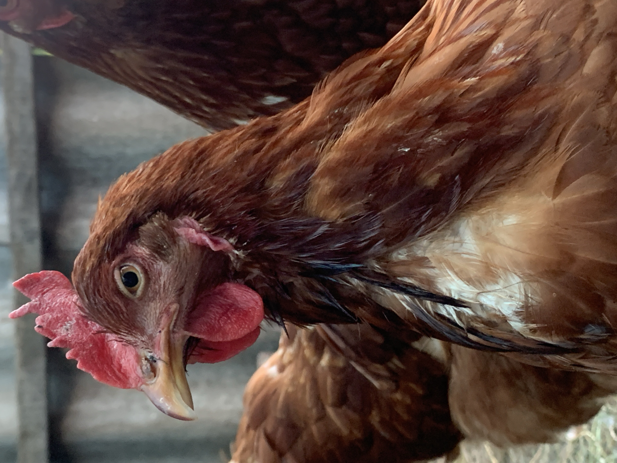 Backyard farm life in Poltava: chickens, a rabbit, and coop details