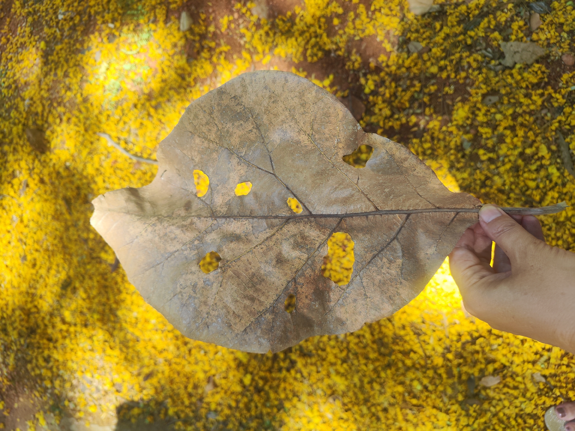 Witness documents weathered leaf with holes in Puttaparthi