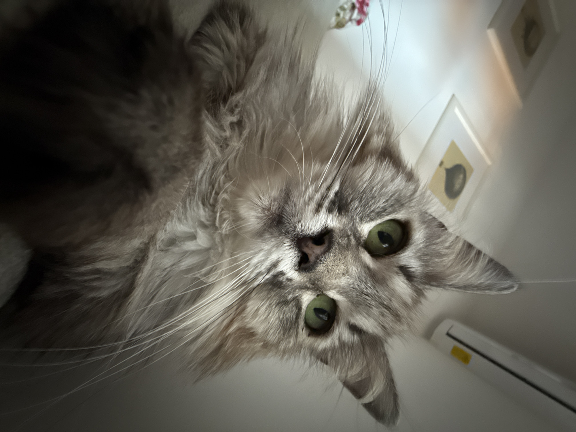 Gray tabby cat photographed resting on sofa in detailed portraits