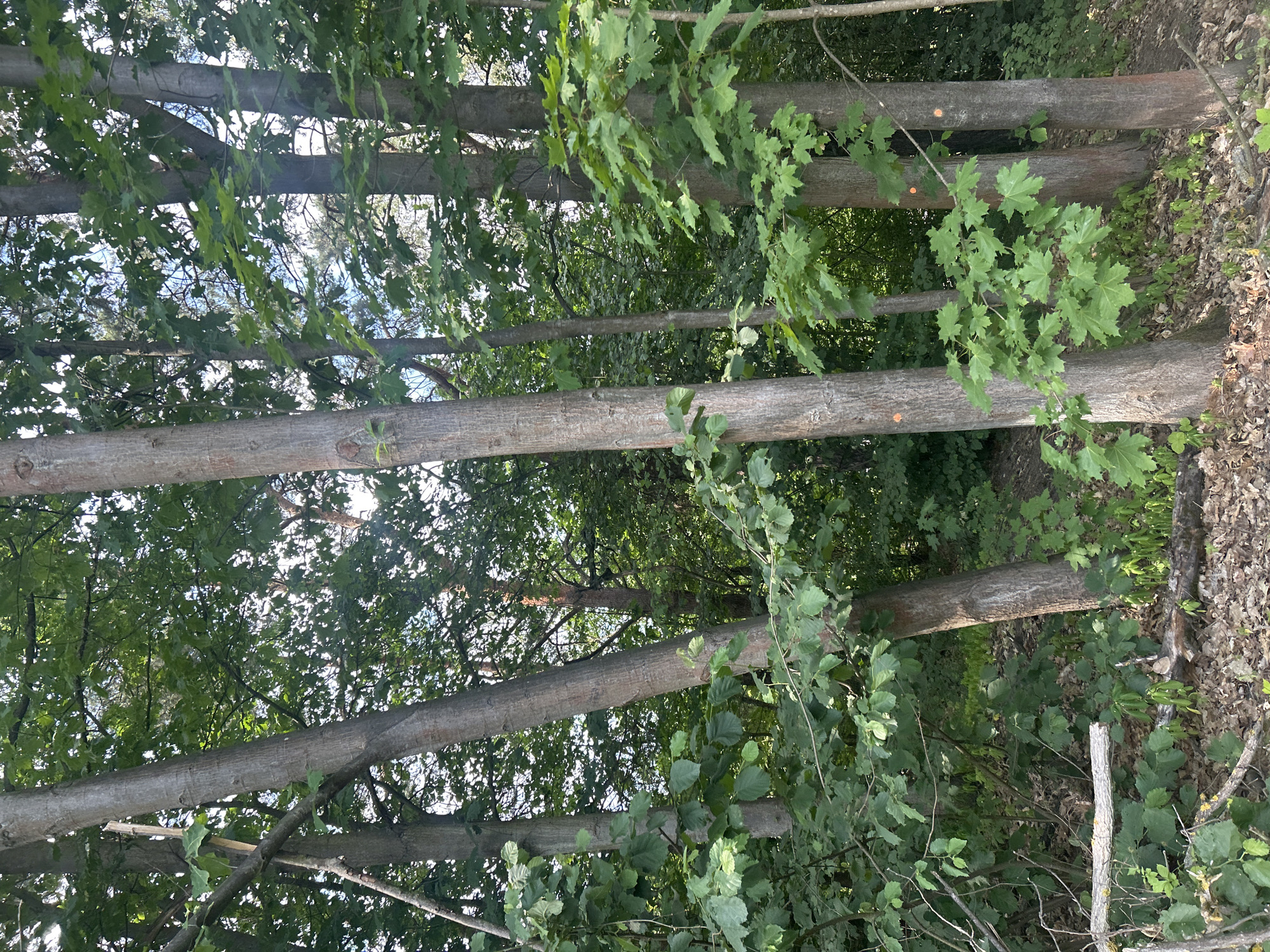 Morning wander through Pilsen's streets, parks, and green edges